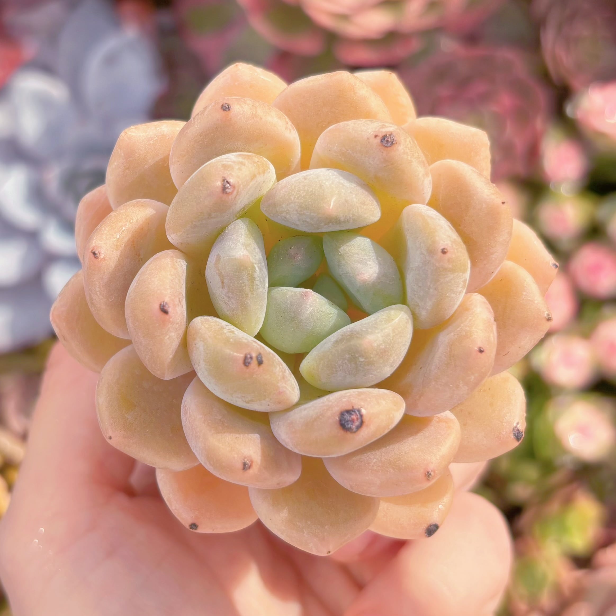多肉植物 チュベローズ 新入荷 るる農園 | るる農園~多肉植物専門