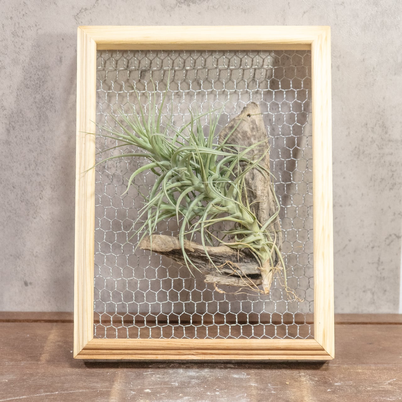 株を厳選!ティランジア・ベルゲリ 丈夫で育てやすいエアプランツ 流木着生フレーム 壁掛け 窓辺やリビングのディスプレイに最適