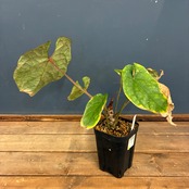 【クリアランス】アンスリウム　luxurians(red) × sp. aff. besseae【290】【再撮影】【◇】