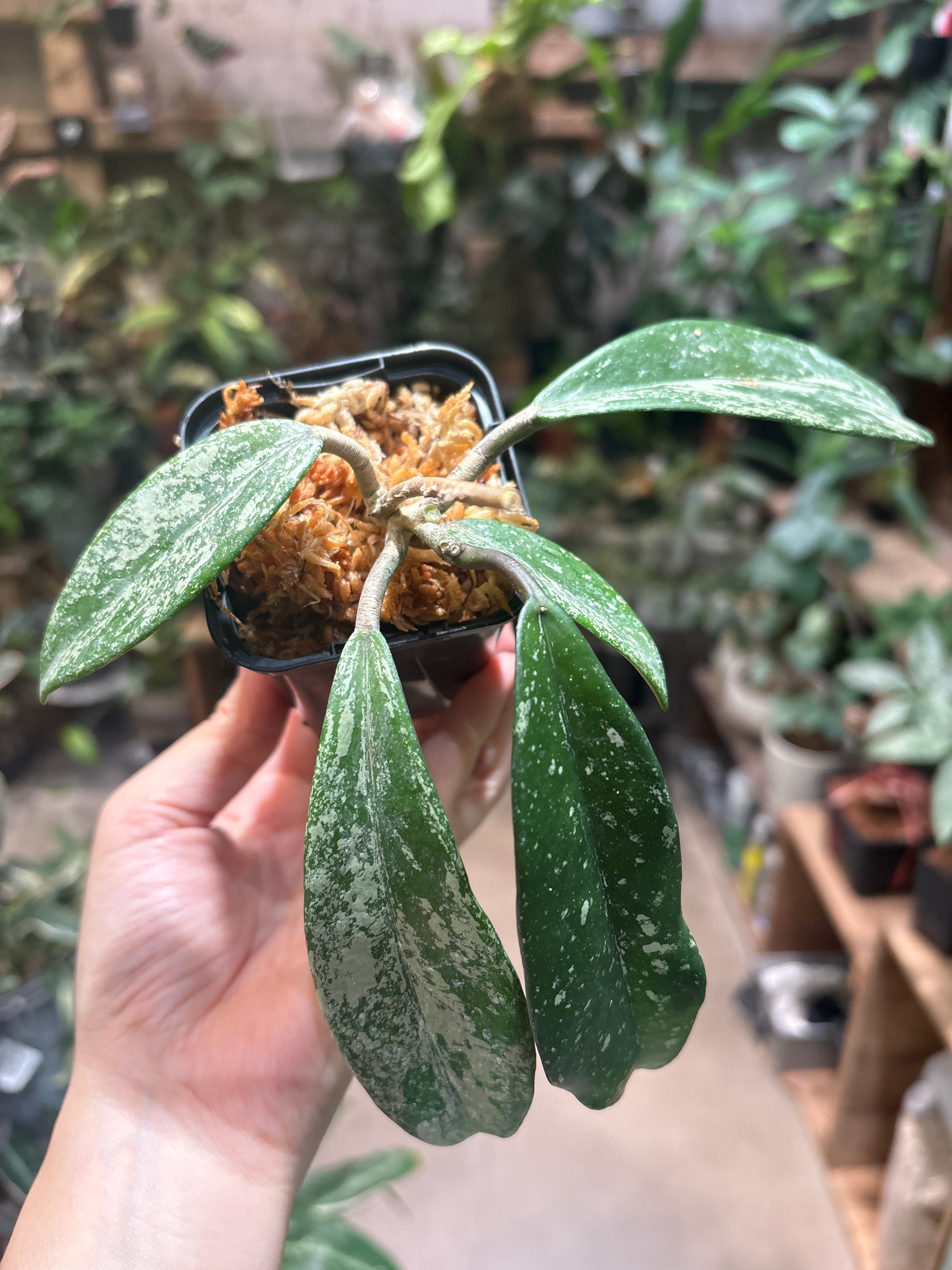 ホヤ グヌンガディン ゴースト | MIDORIYA 観葉植物専門店