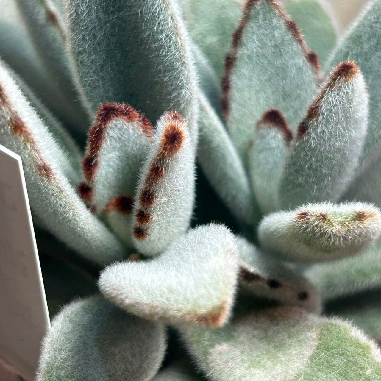 月兎耳 | RuPo 多肉植物専門店