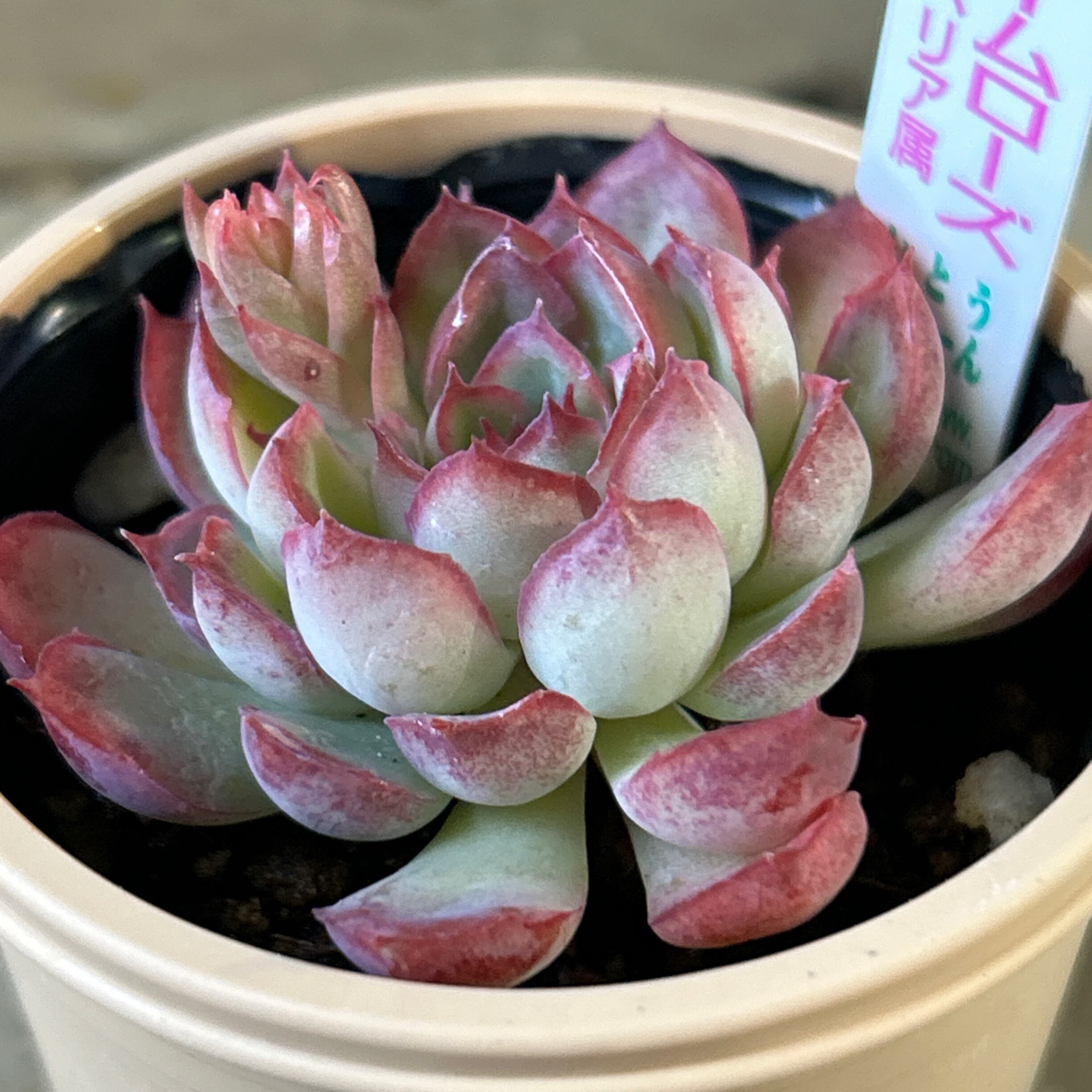 ドリームローズ | RuPo 多肉植物専門店