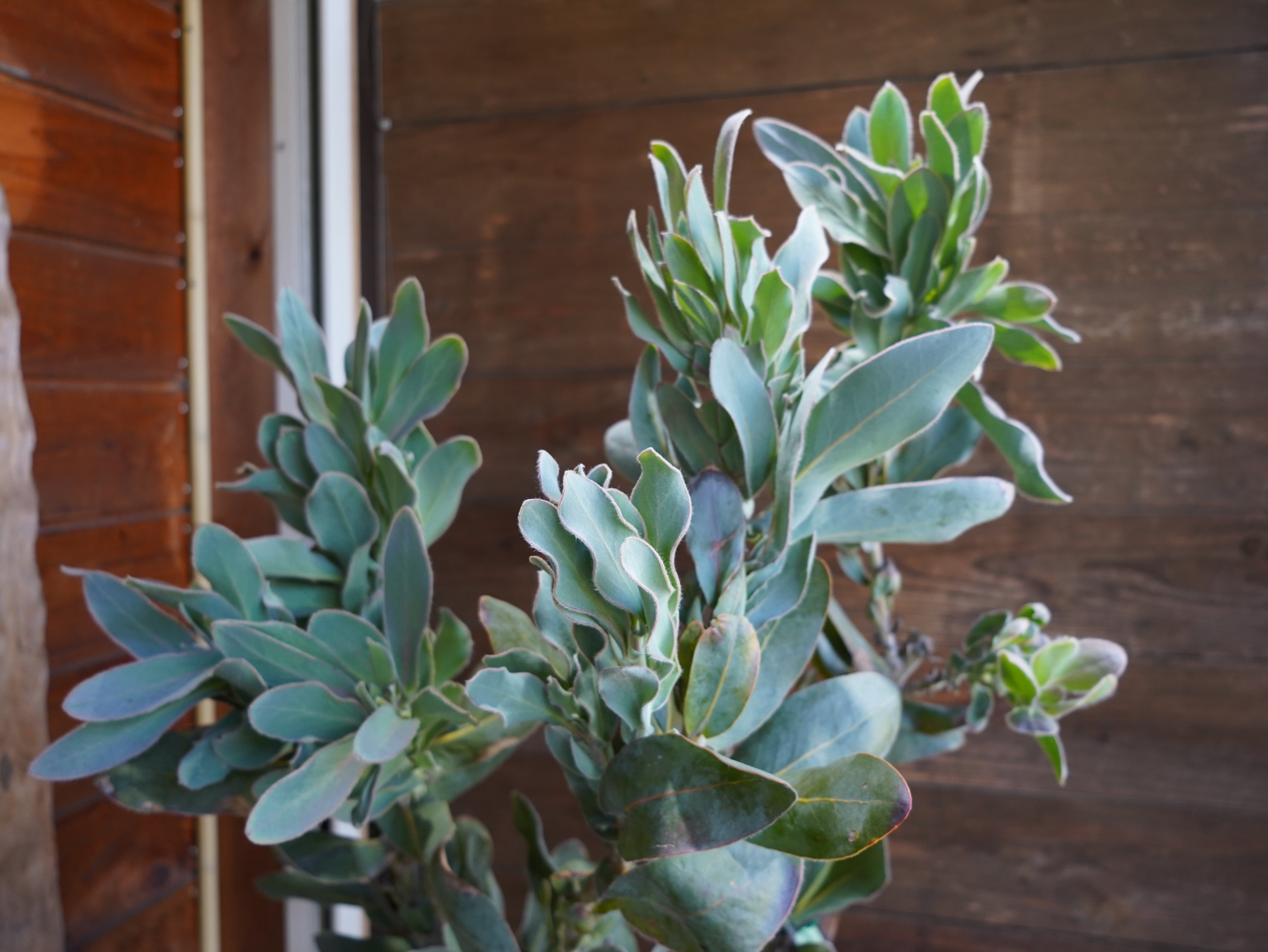 【現物】プロテア　"マグニフィカ"