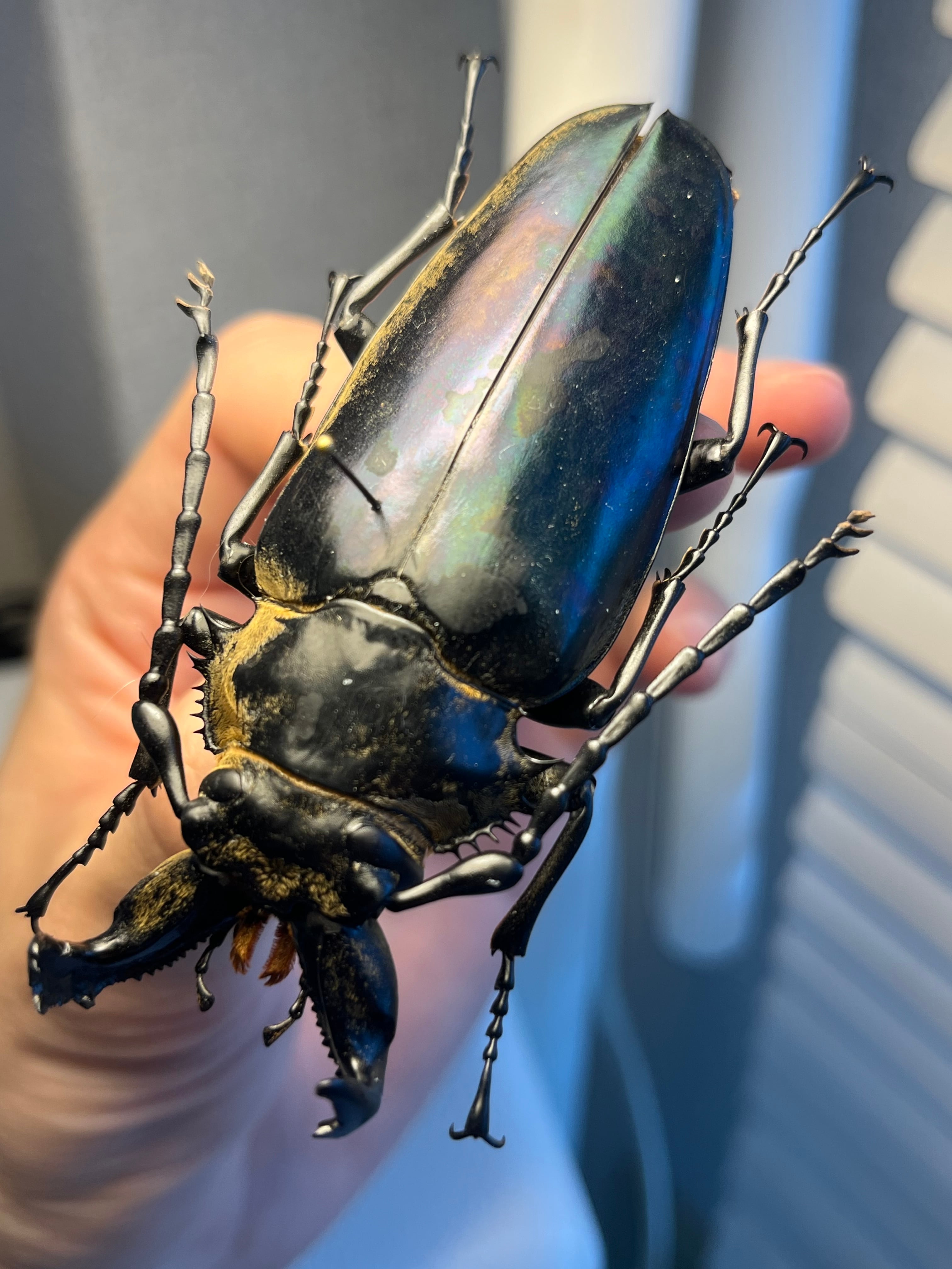84mm♂】タテヅノクワガタモドキ カミキリムシ ウスバカミキリ 昆虫