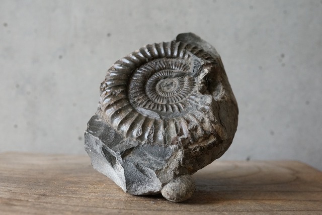 イングランド産アンモナイト化石 Ammonite Dactylioceras commune