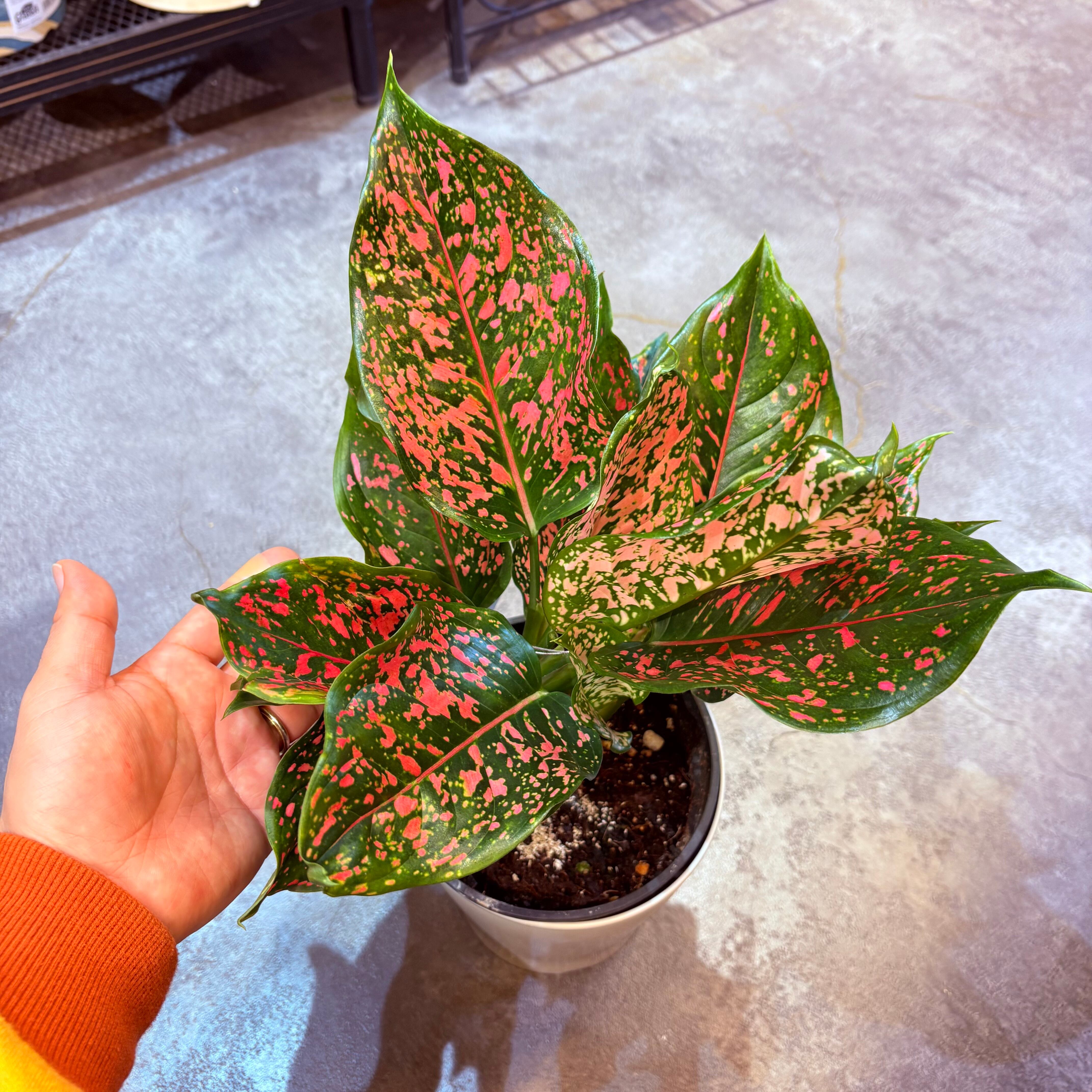 アグラオネマ　ゾニラ　1株 アグラオネマ SP 5号【荒木植物園さん】 | Green Vibes 宇都宮市の観葉