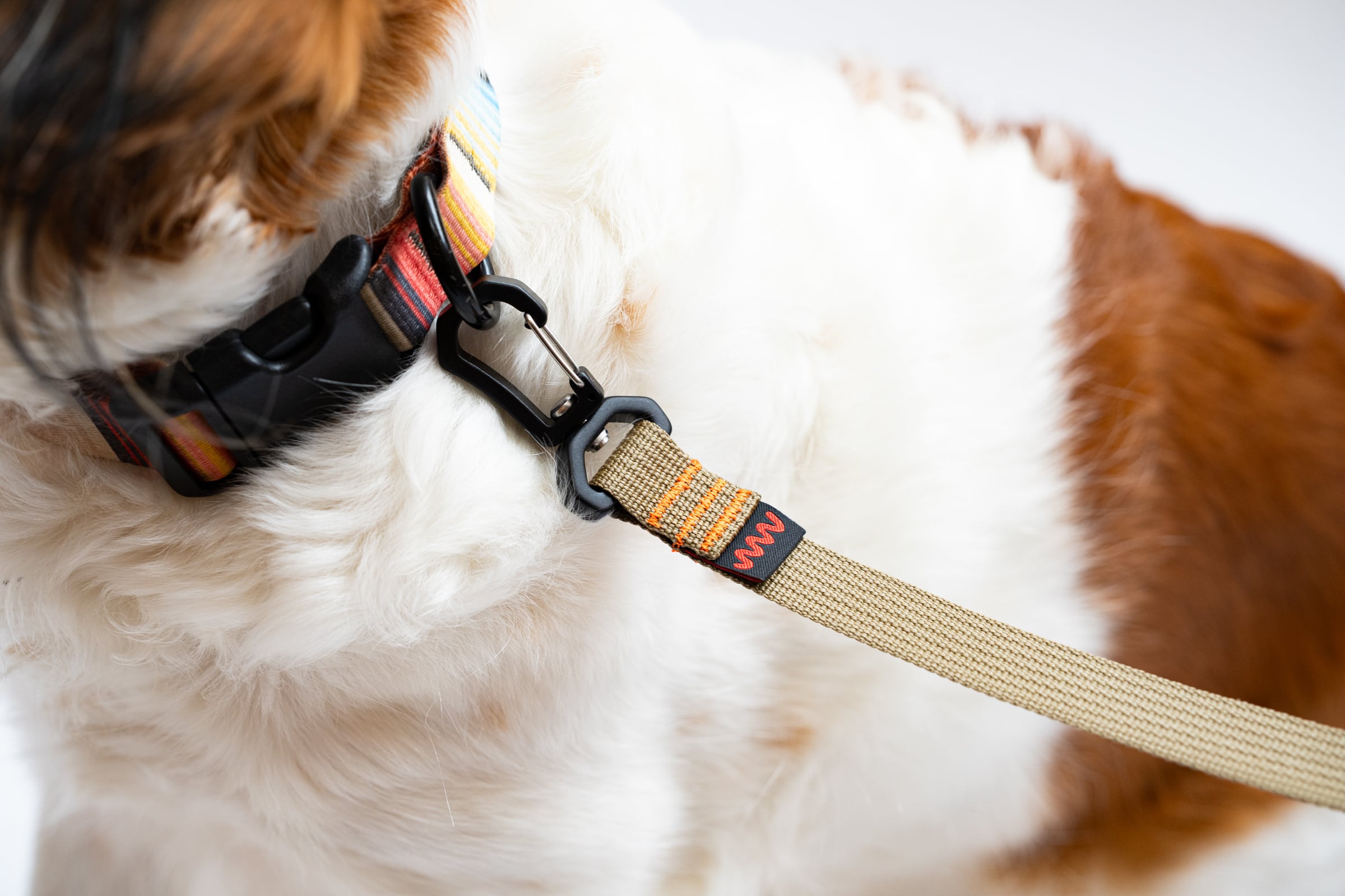 Sky dog trail leash | JINDAIJI MOUNTAIN WORKS