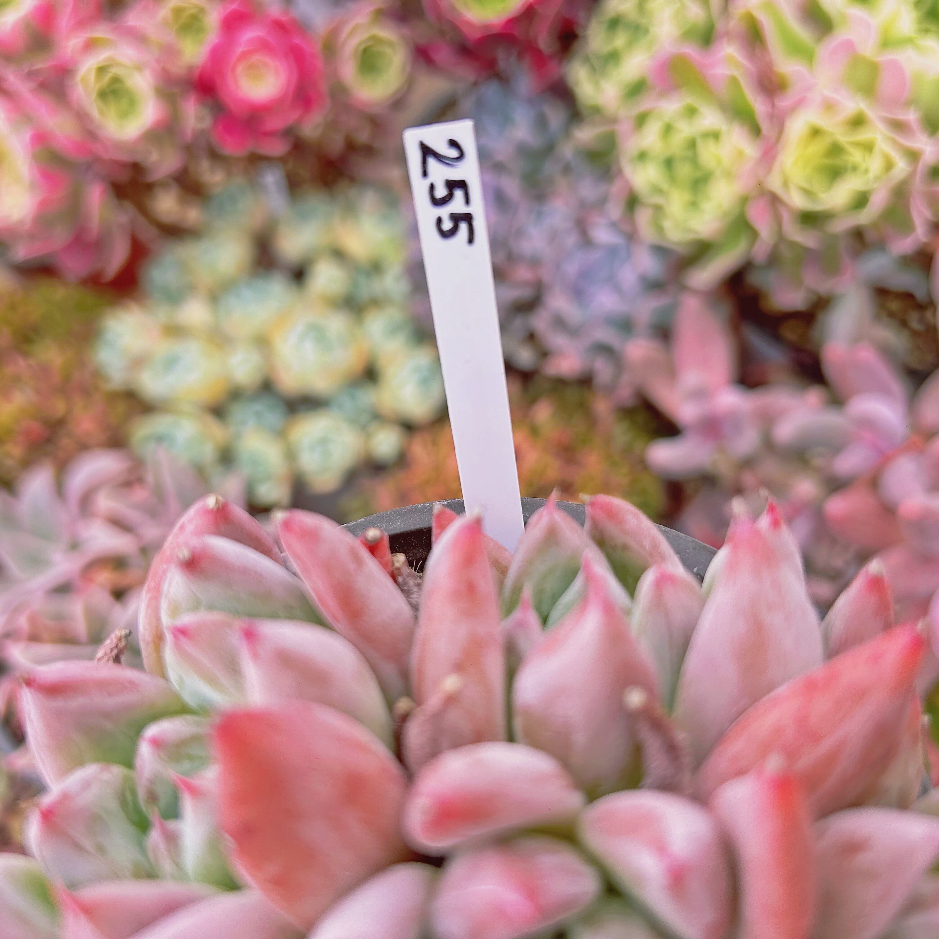 255現物 多肉植物 ウェディングリング 抜き苗 | るる農園~多肉植物専門