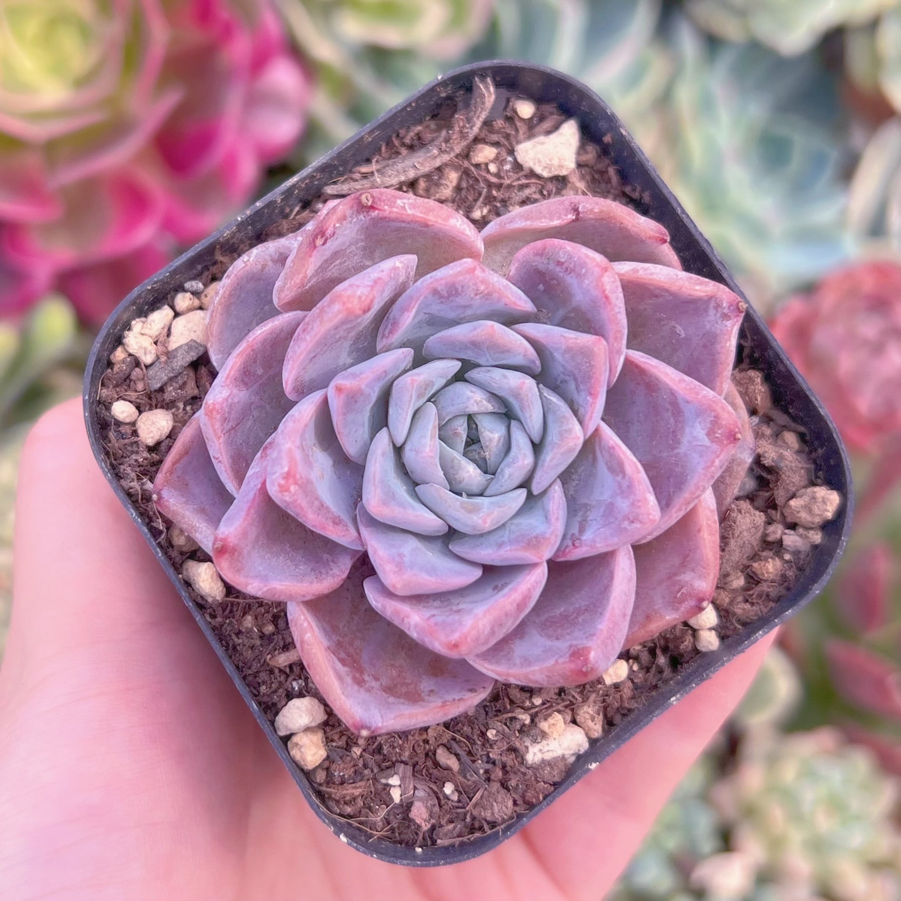 現品　E. hyalina x E. laui#2185   るる農園