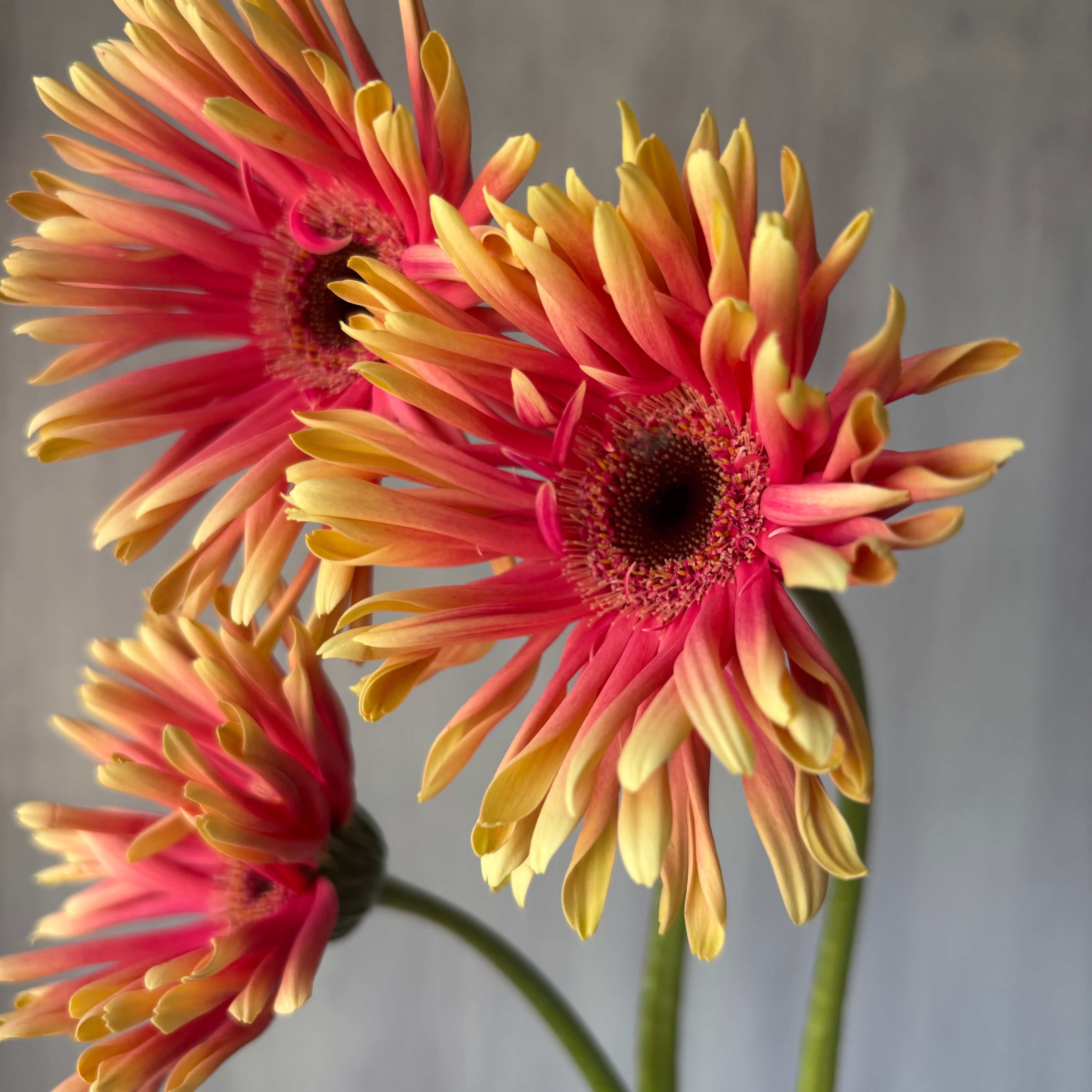 エレガントな大輪ガーベラ 西浦さんの”ガーデンゴースト”10本 | 新鮮