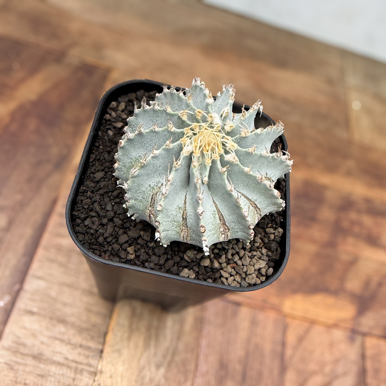 Geohintonia mexicana【ゲオヒントニア・メキシカーナ】
