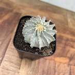 Geohintonia mexicana【ゲオヒントニア・メキシカーナ】