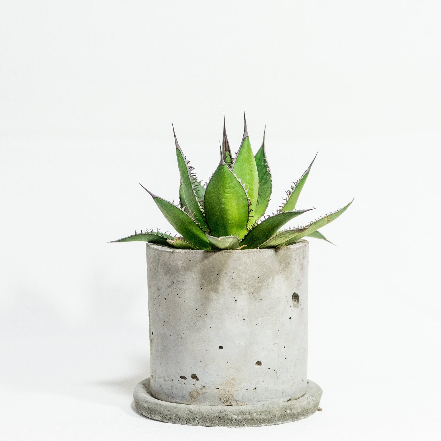 ≪ レア植物 ≫研ぎ澄まされた美しさが魅力のアガベ・ホリダの鉢植え｜シンプルでお部屋を選ばない手作りモルタル鉢