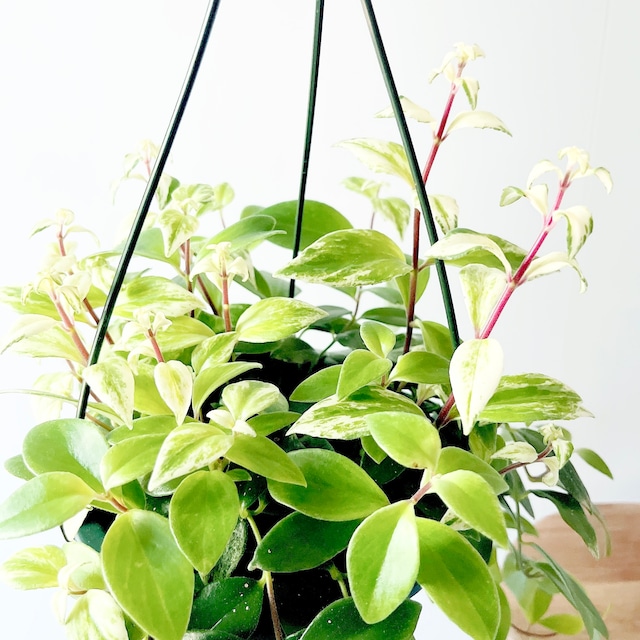 華やかなエスキナンサス ラディカンス 斑入り ハンギング 観葉植物 calm cafe