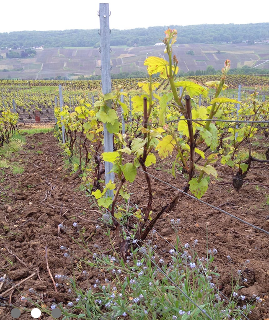 ★新着ワイン★【カゼ・ティボー】ナチュレルマン NV