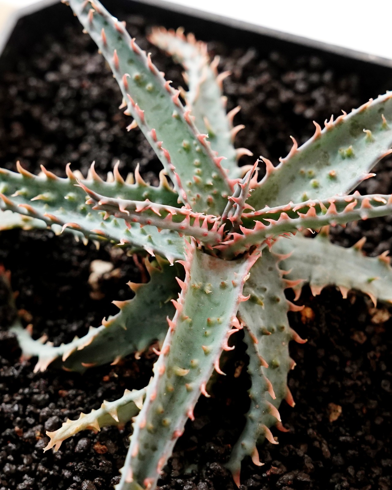 抜き苗 アロエ ワイリーコヨーテ Aloe 'Wily Coyotee'