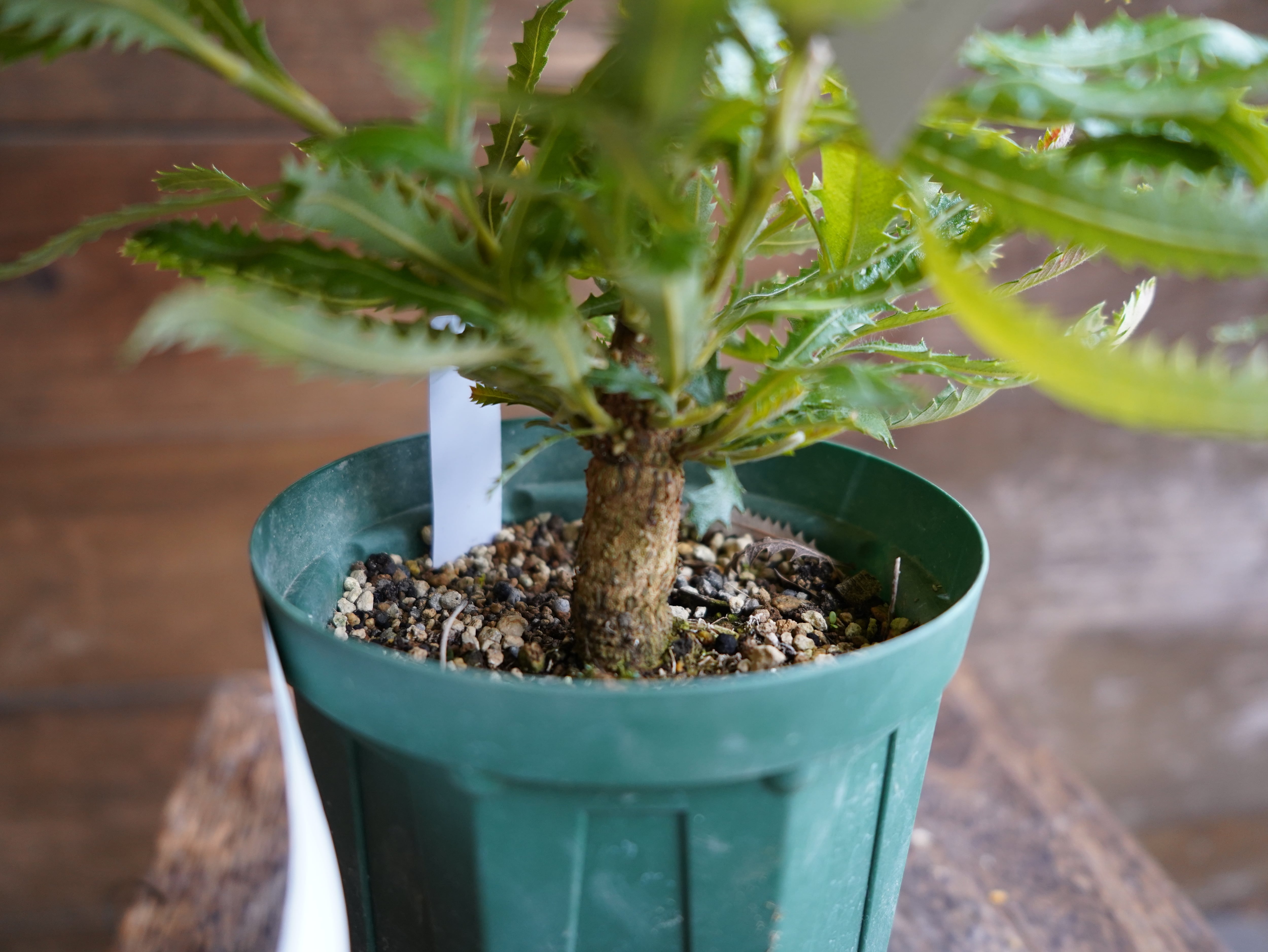 【現物】バンクシア　”セラータ”　A