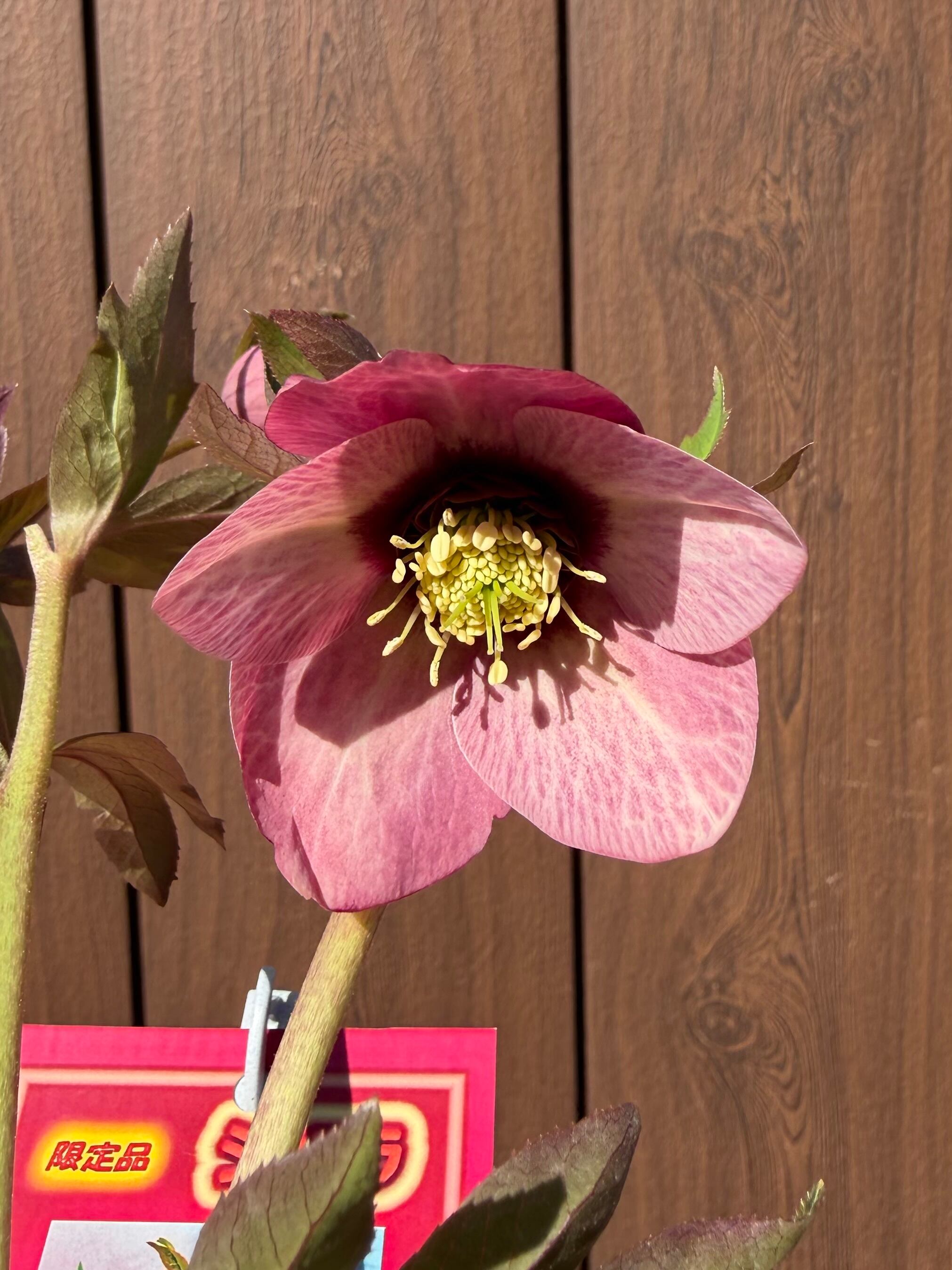 ショコラ 髙正園 クリスマスローズ【Ta07】送料無料 | あしかが