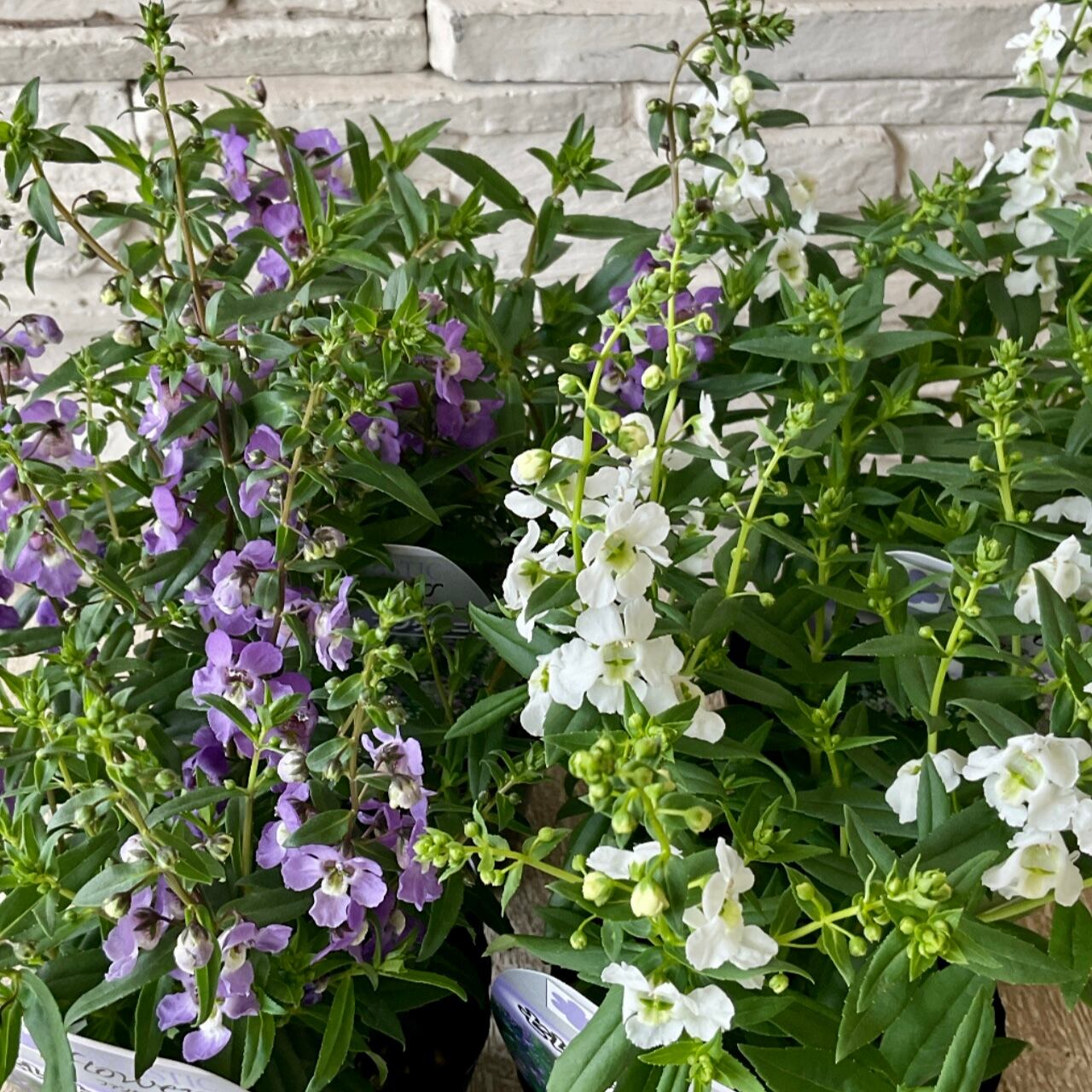 アンゲロニア セレナ 選べる 2色 橋本種苗園