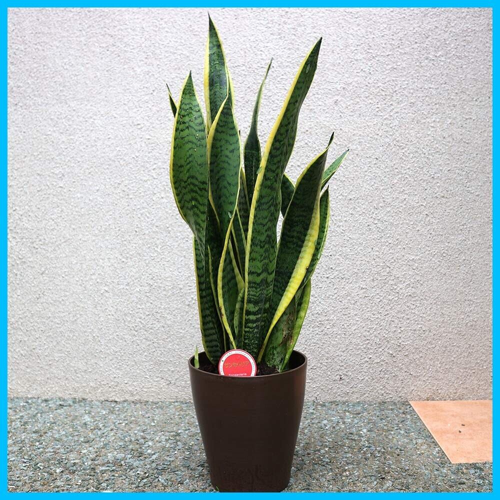 P. veitchii AR #1 (pup) Select 【artPLANTs】 ビカクシダ/コウモリ