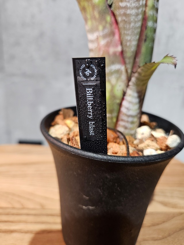 Bill.berry blast【artPLANTs/PLANTS GARAGE 】ビルベルギア/Billbergia/タンクブロメリア