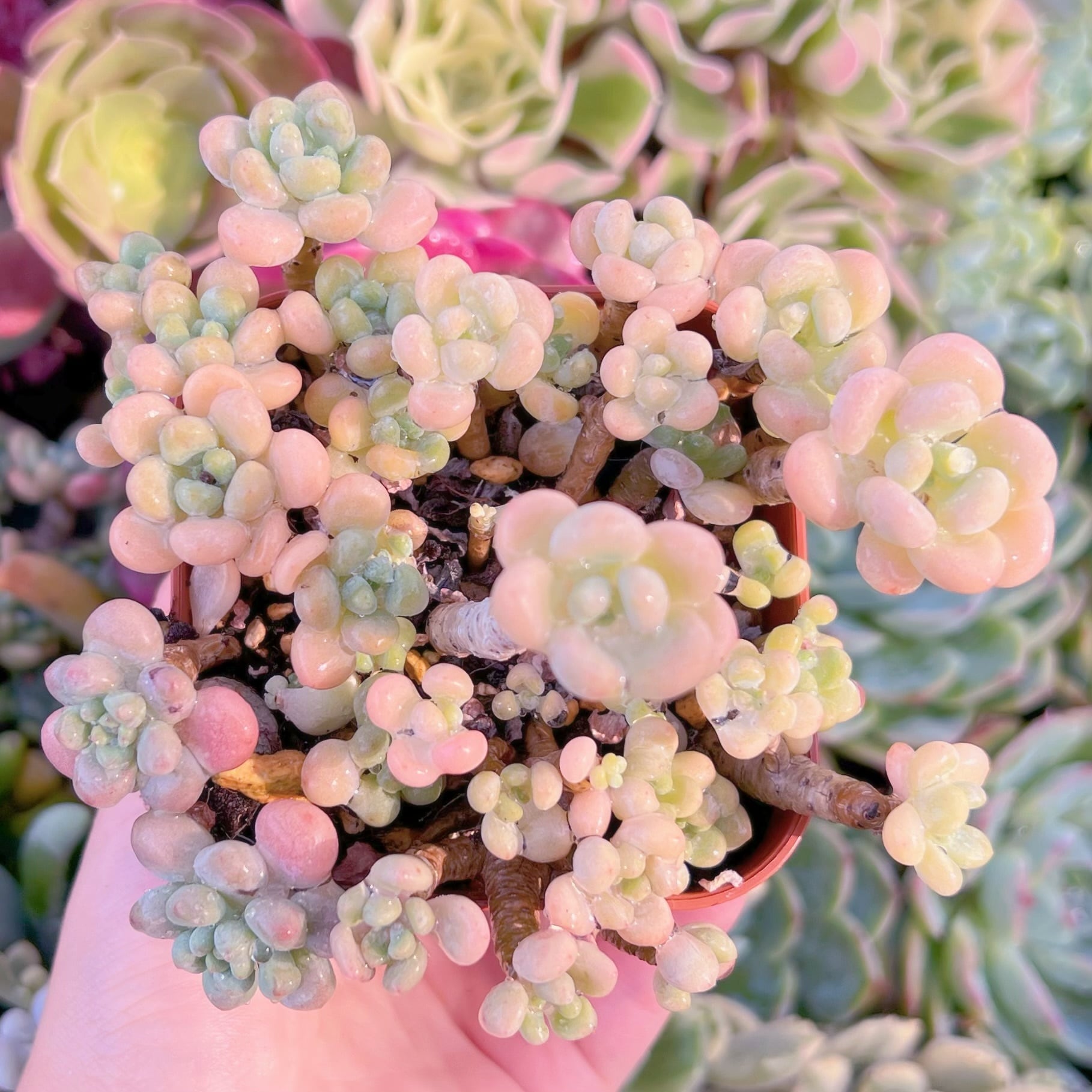 現品　ストロベリーミルク#F017　るる農園