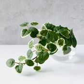 プミラ 斑入り フェイクグリーン 観葉植物 造花 卓上グリーン ミニ観葉植物 インテリアグリーン H約15cm