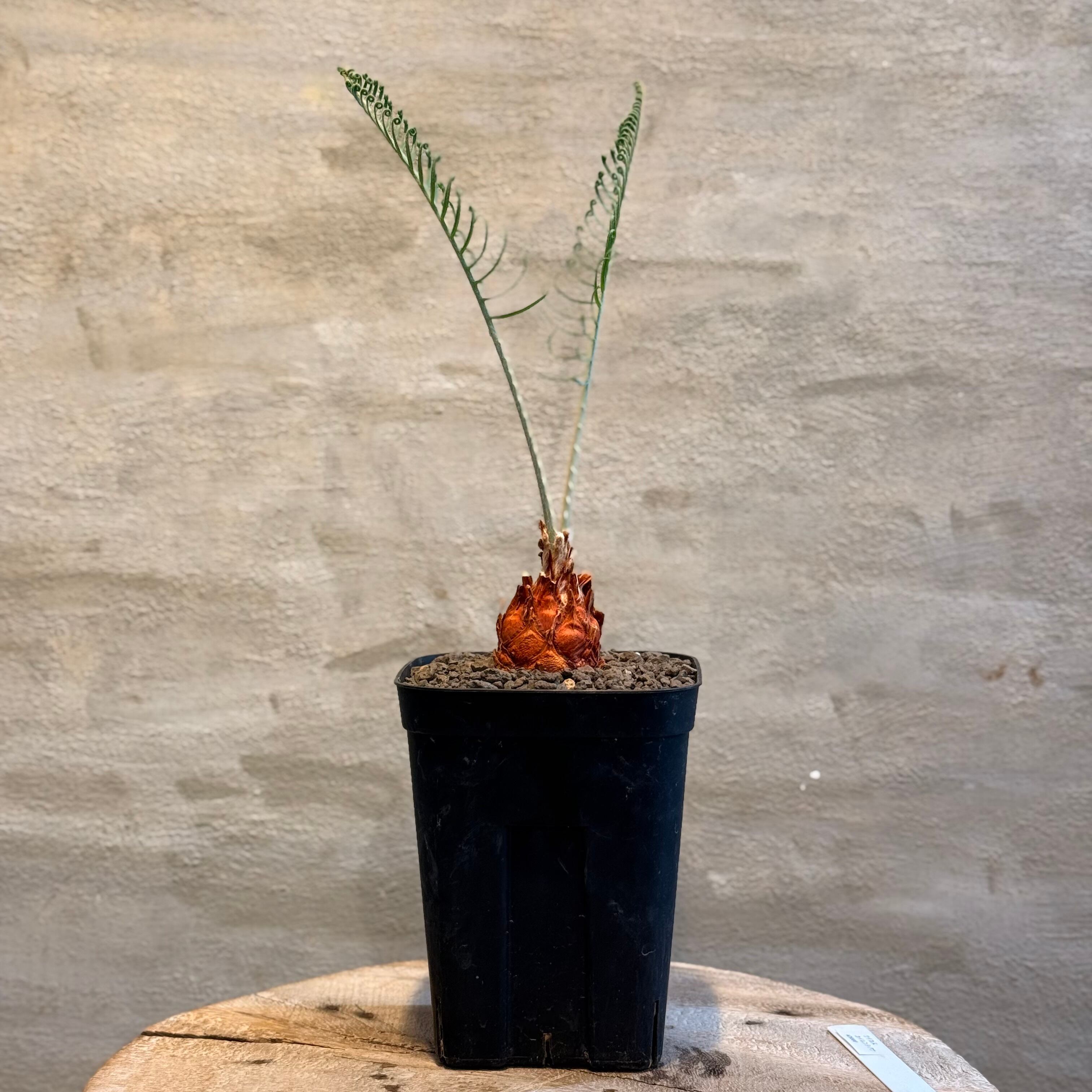 植物】サイカス カイルンシアナ Cycas cairnsiana | A-PLANTS