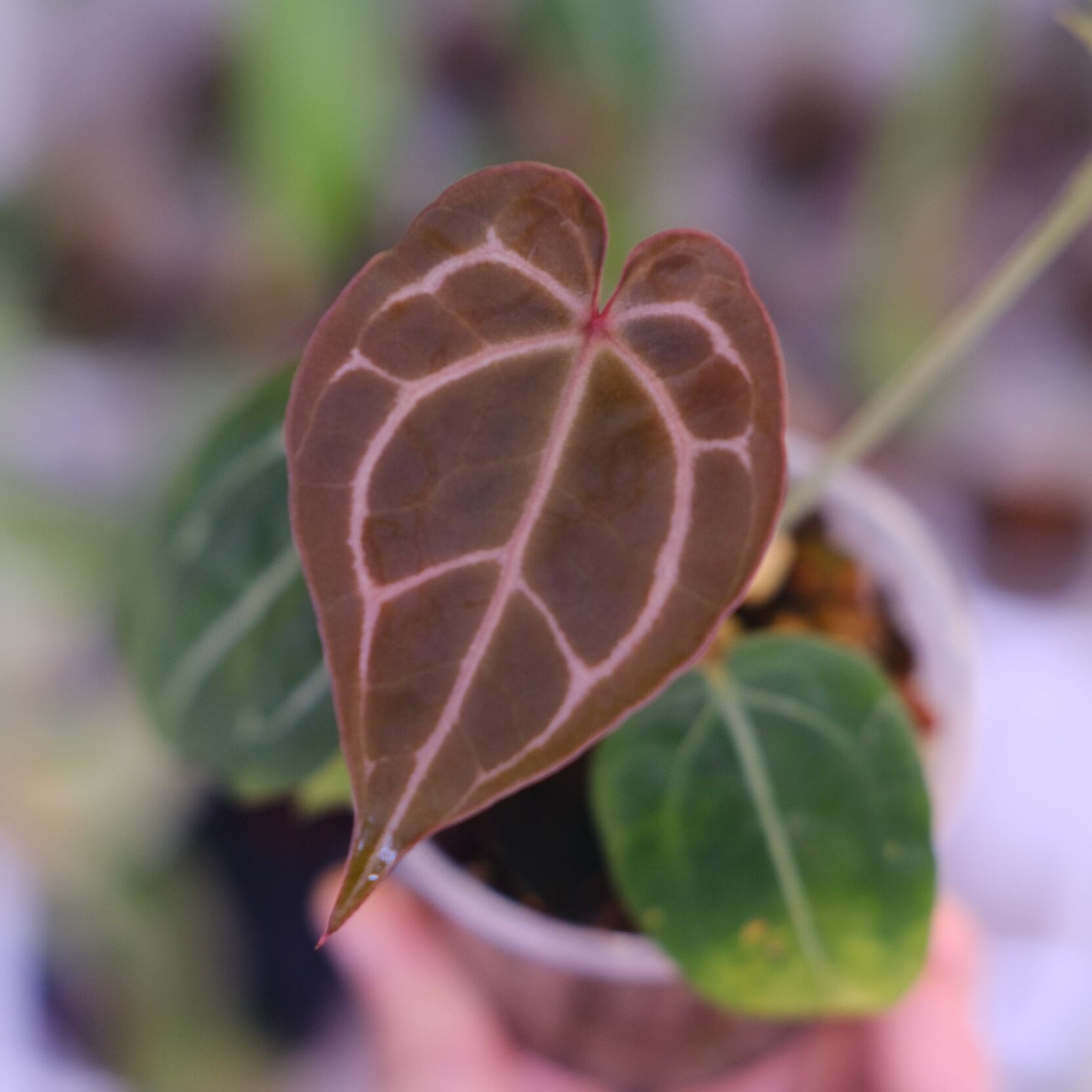 Anthurium cocolate × Anthurium Red crystallinum NSE｜アンスリウム