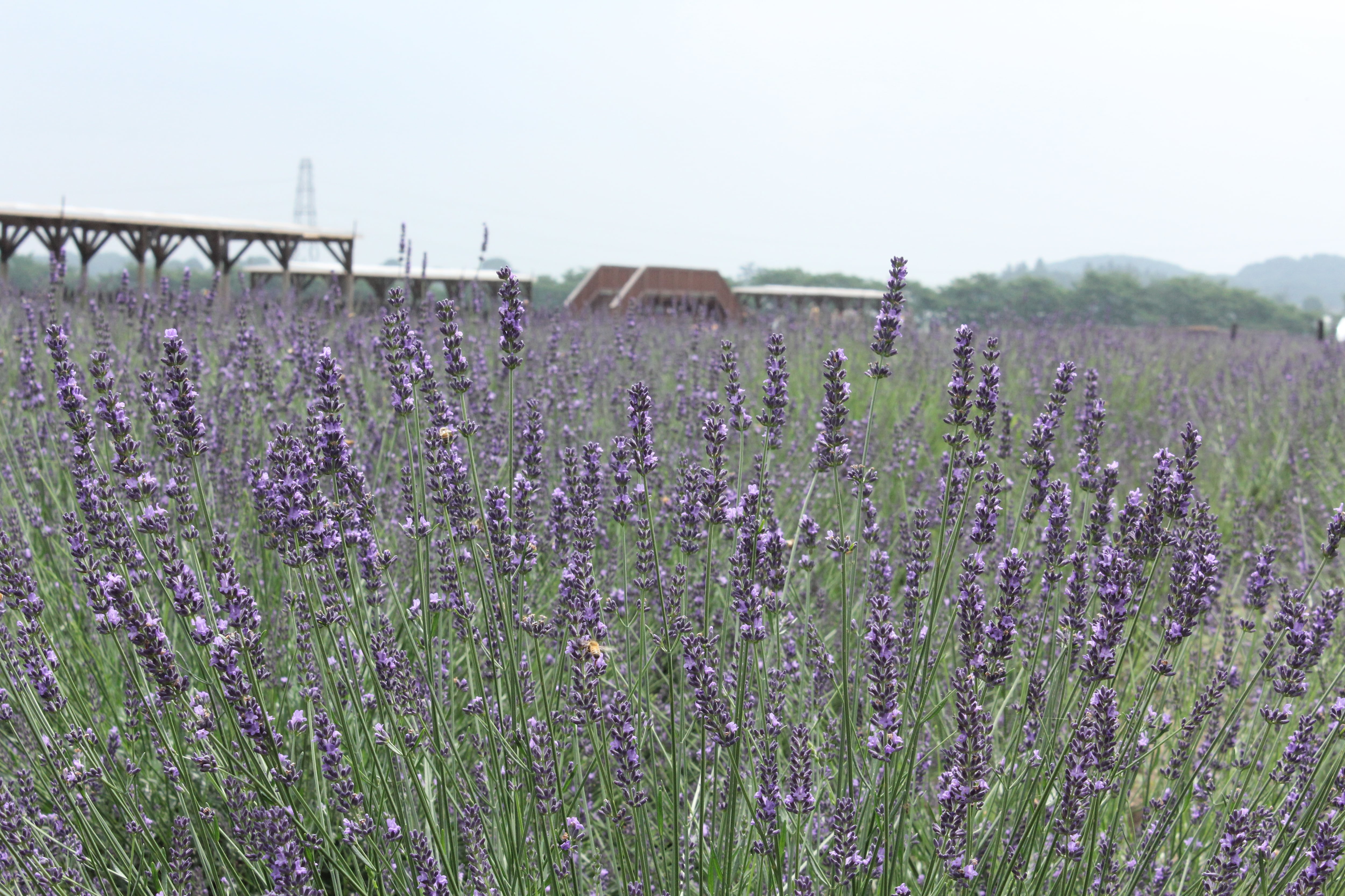 KAZE KAORU RANZAN ラベンダーエッセンシャルオイル | 嵐なび