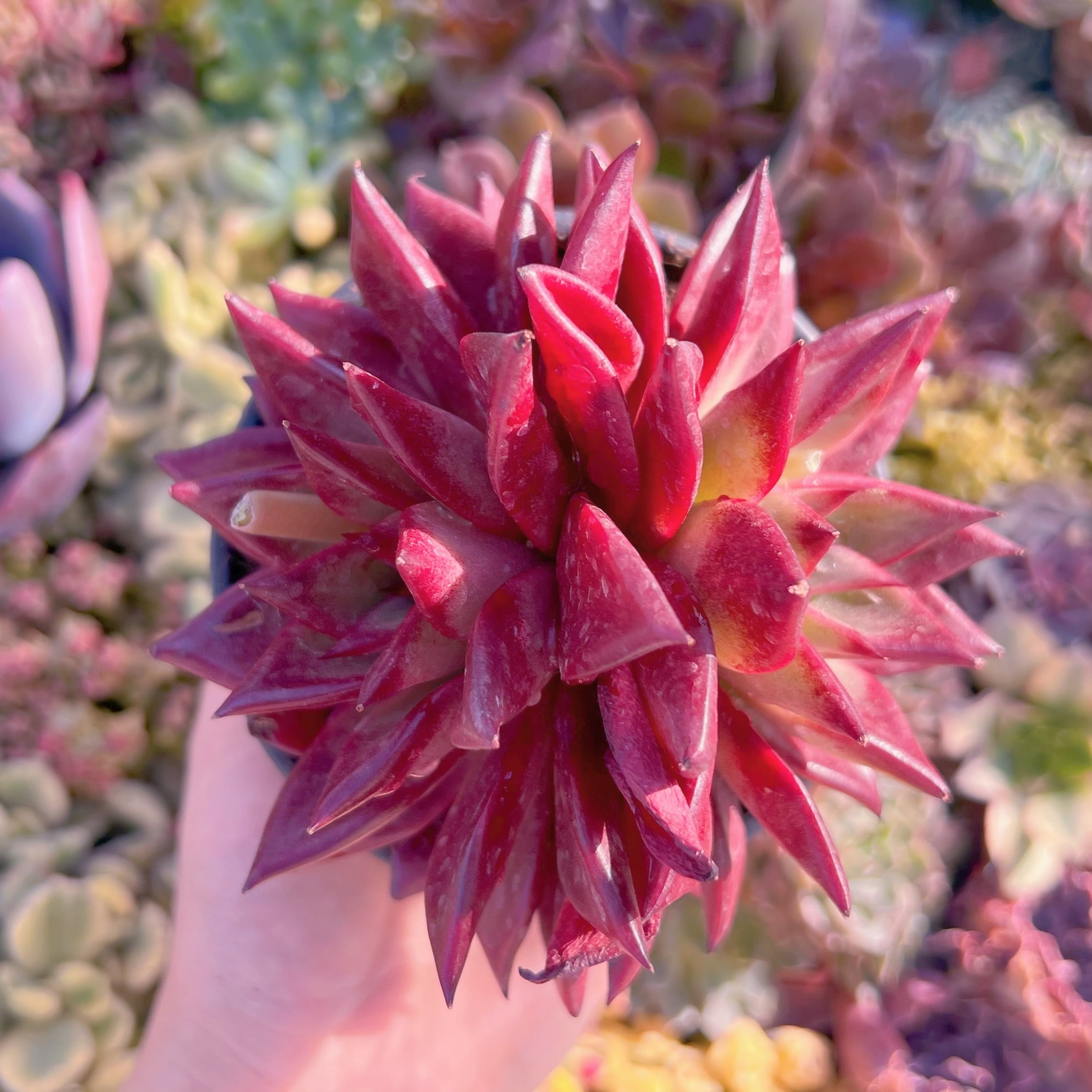 現品　ロメオルビン#624　2頭群生　るる農園