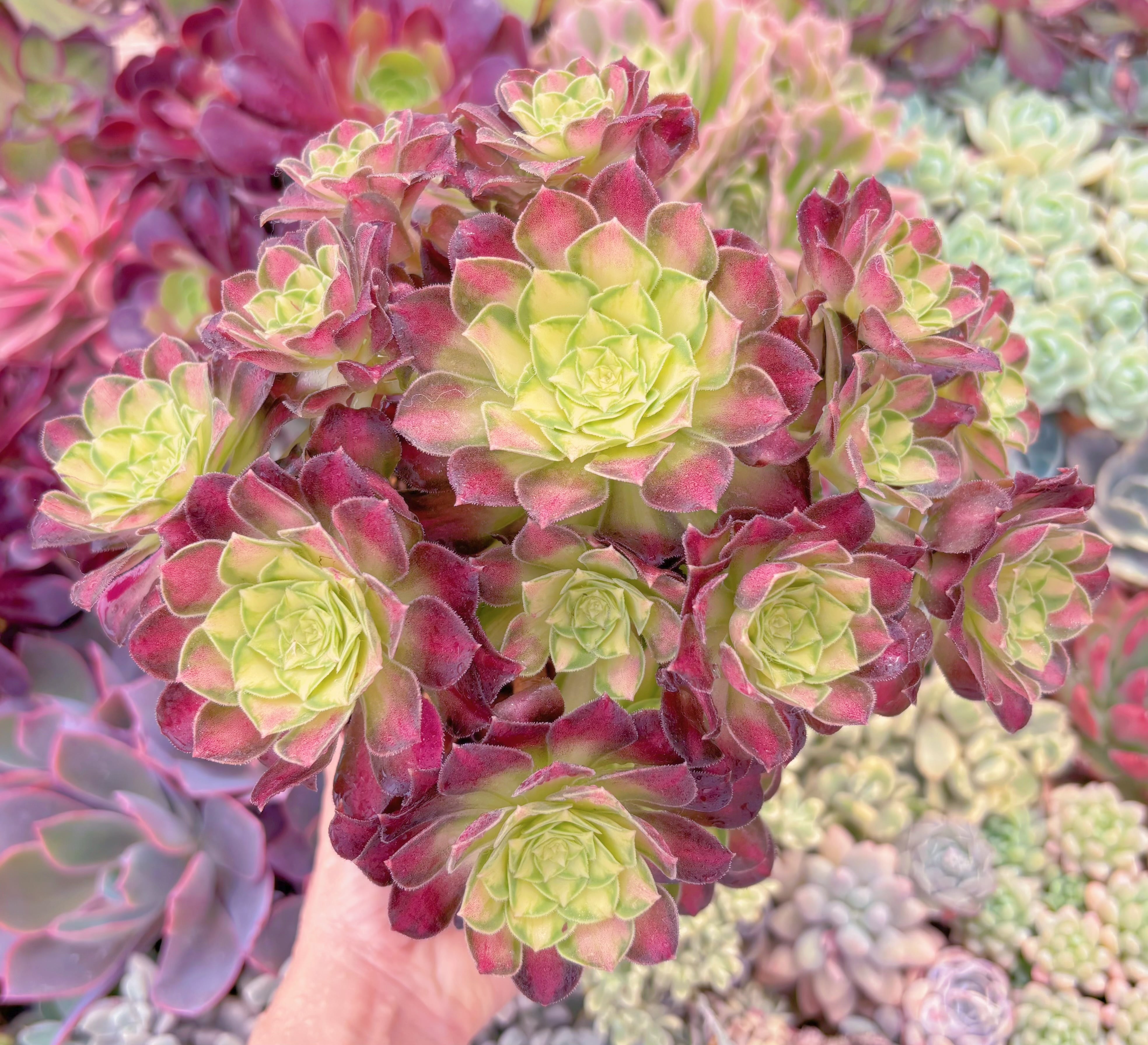 現品　パラダイス錦#F045　特大群生　るる農園