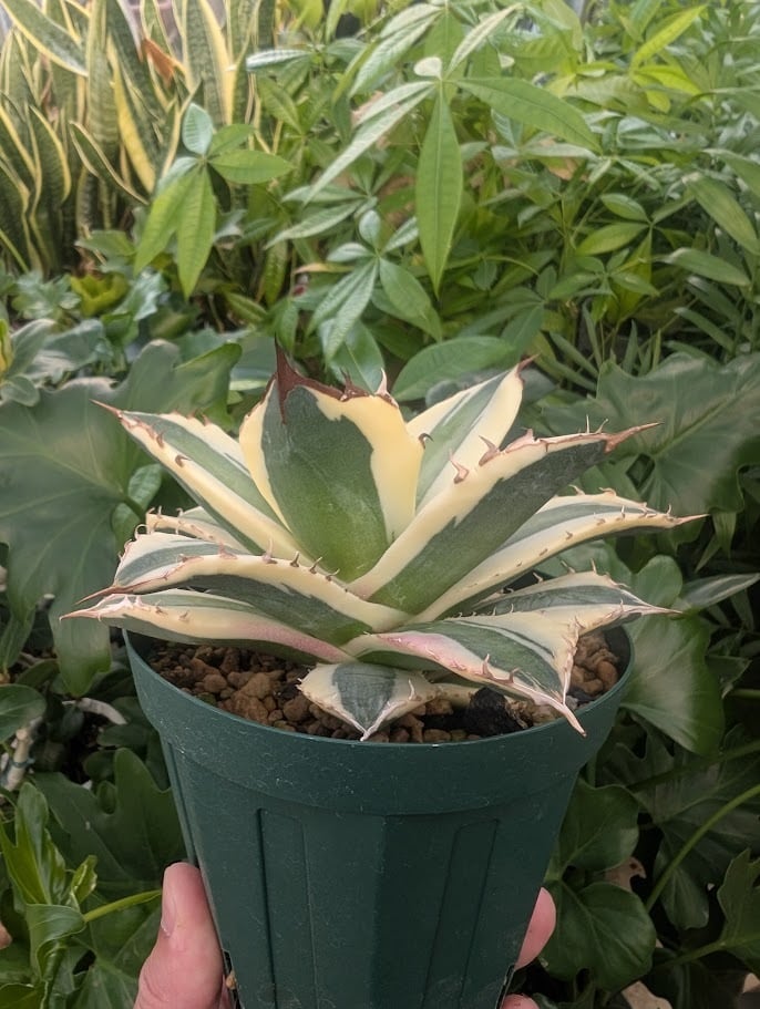 アガベ チタノタ スナグルトゥース ST24 | 多肉植物ハオルチア・アガベ