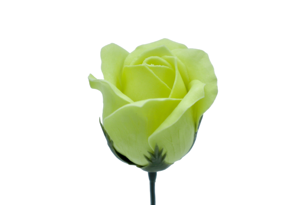 ゴールドバラG-G1 薄グリーン (15輪入りor25輪入り)