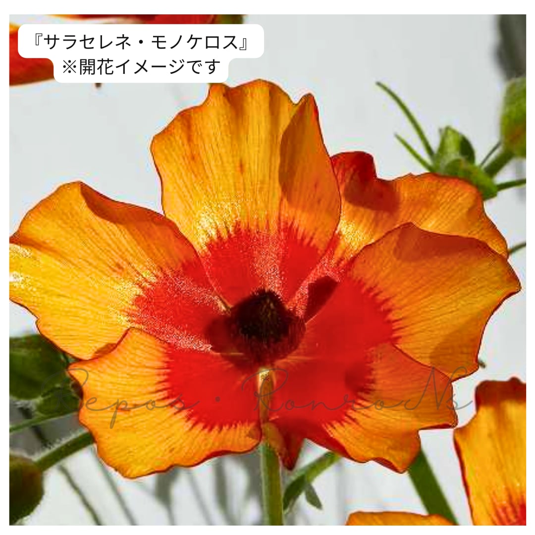 ラナンキュラス・ランドセルシリーズ『サラセレネラゴス・モノケロス』(3.5号)新井園芸 希少 人気 花苗 寄せ植え