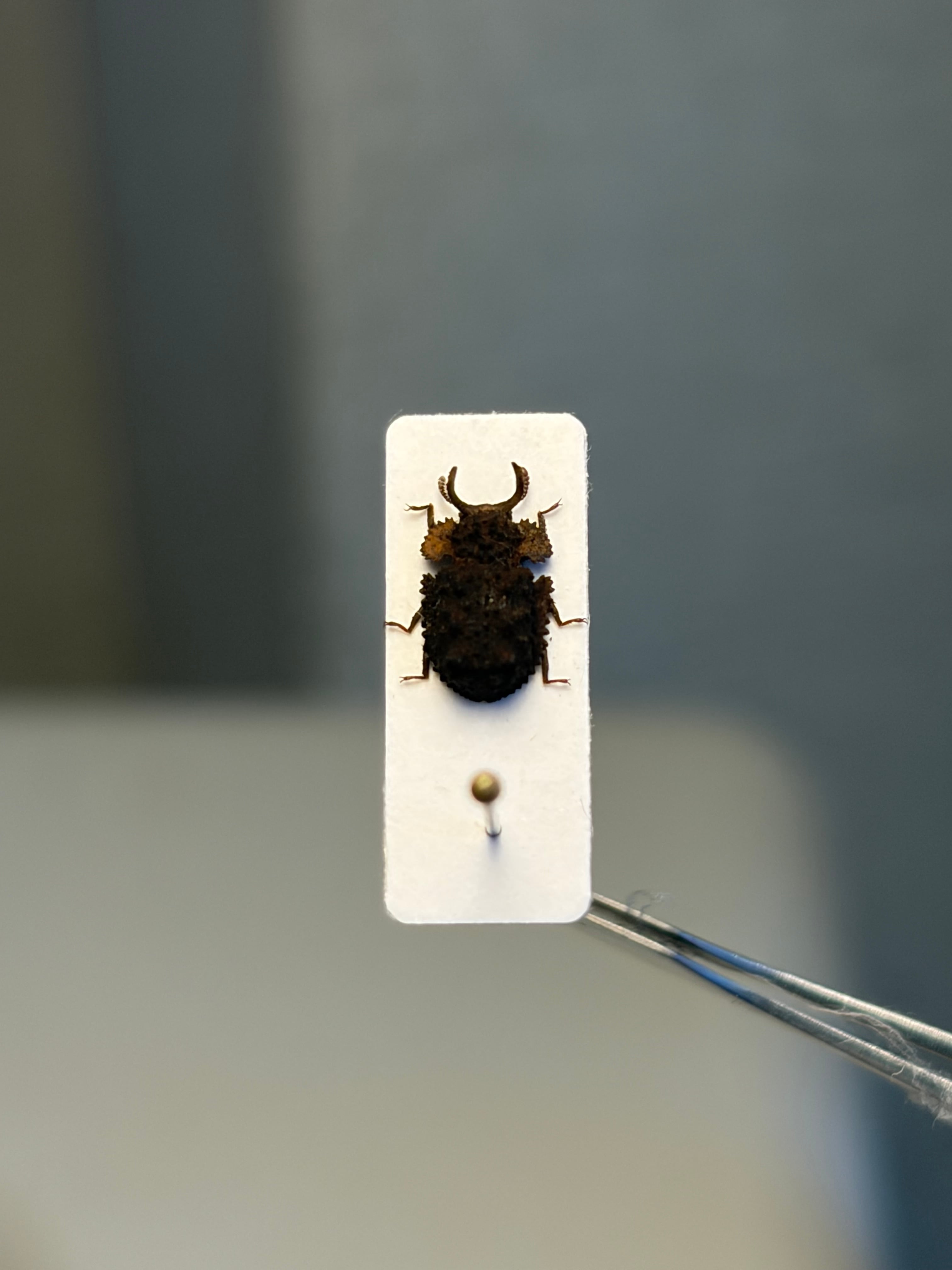 6mm】胸が黄土色に染まったコブスジツノゴミムシダマシ 標本ゾウムシ
