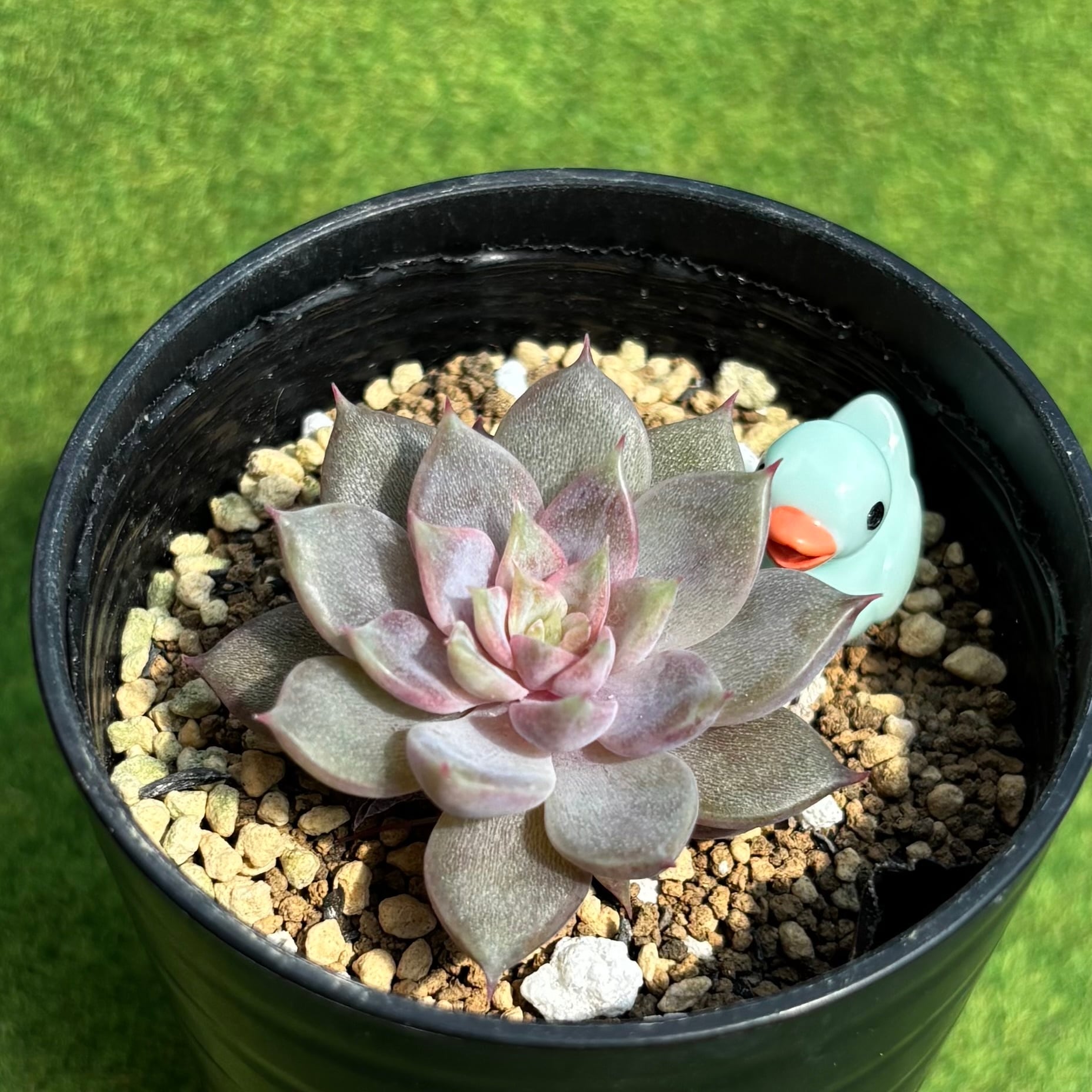 ラブリーローズ 綴化 | 多肉植物 豆彦商店