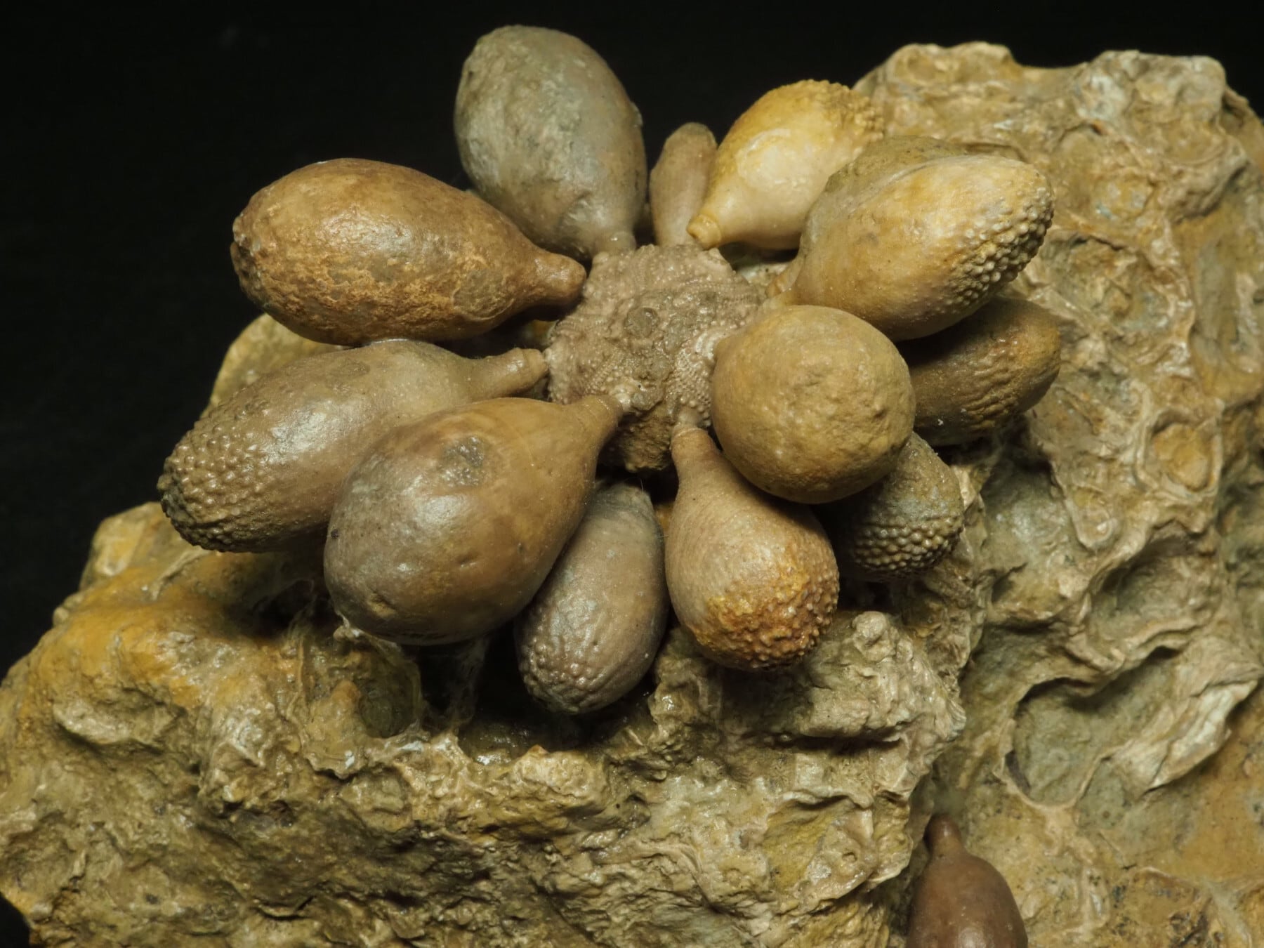スペイン産！希少！ウニの化石【Pseudocidaris mammosa】【639g