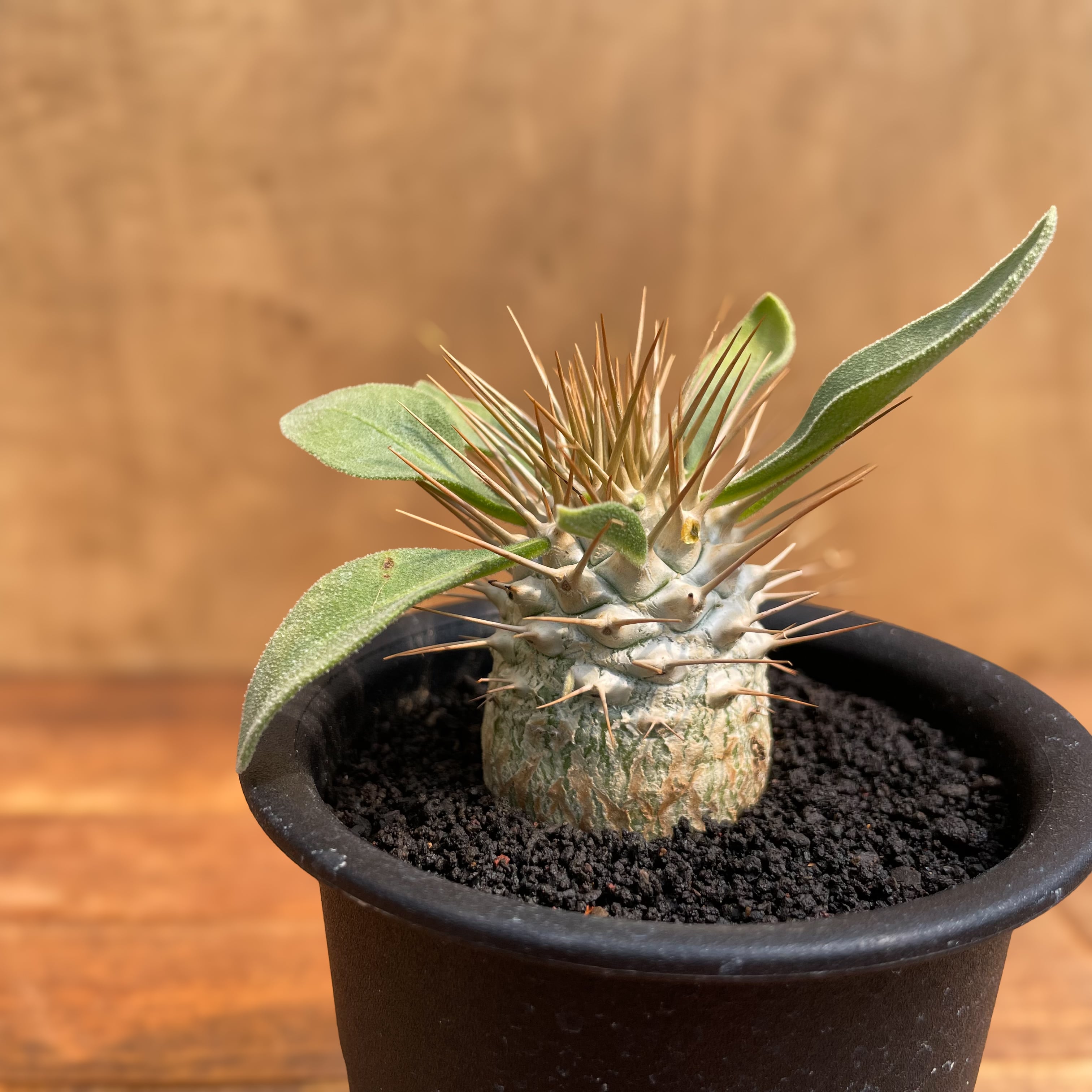Pachypodium namaquanum【パキポディウム・ナマクアナム・光堂・実生