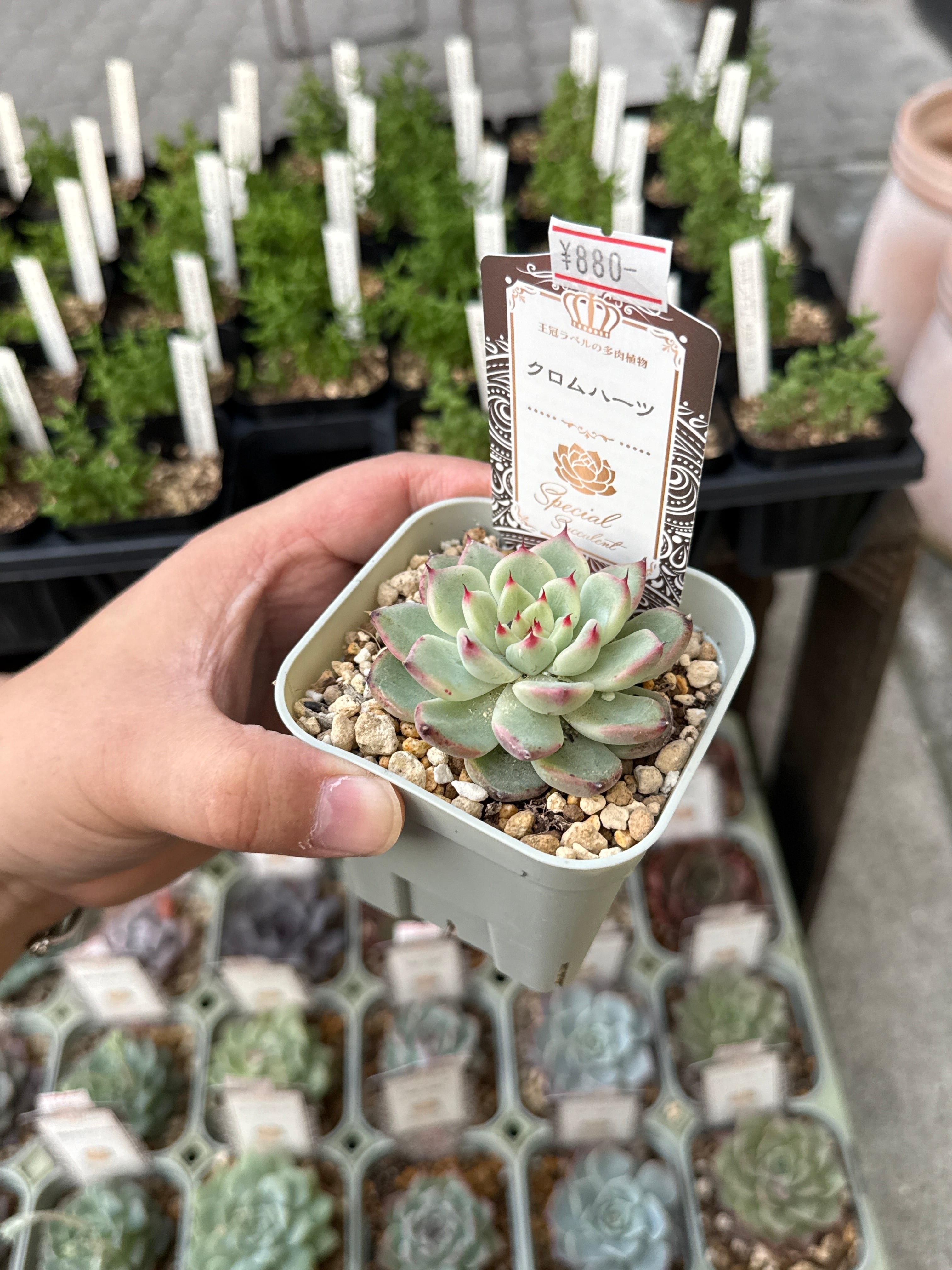 Garden en 【2nd shop多肉植物】