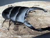 【WD】長歯《アルキデスヒラタ ベンクール産 83mm ペア》