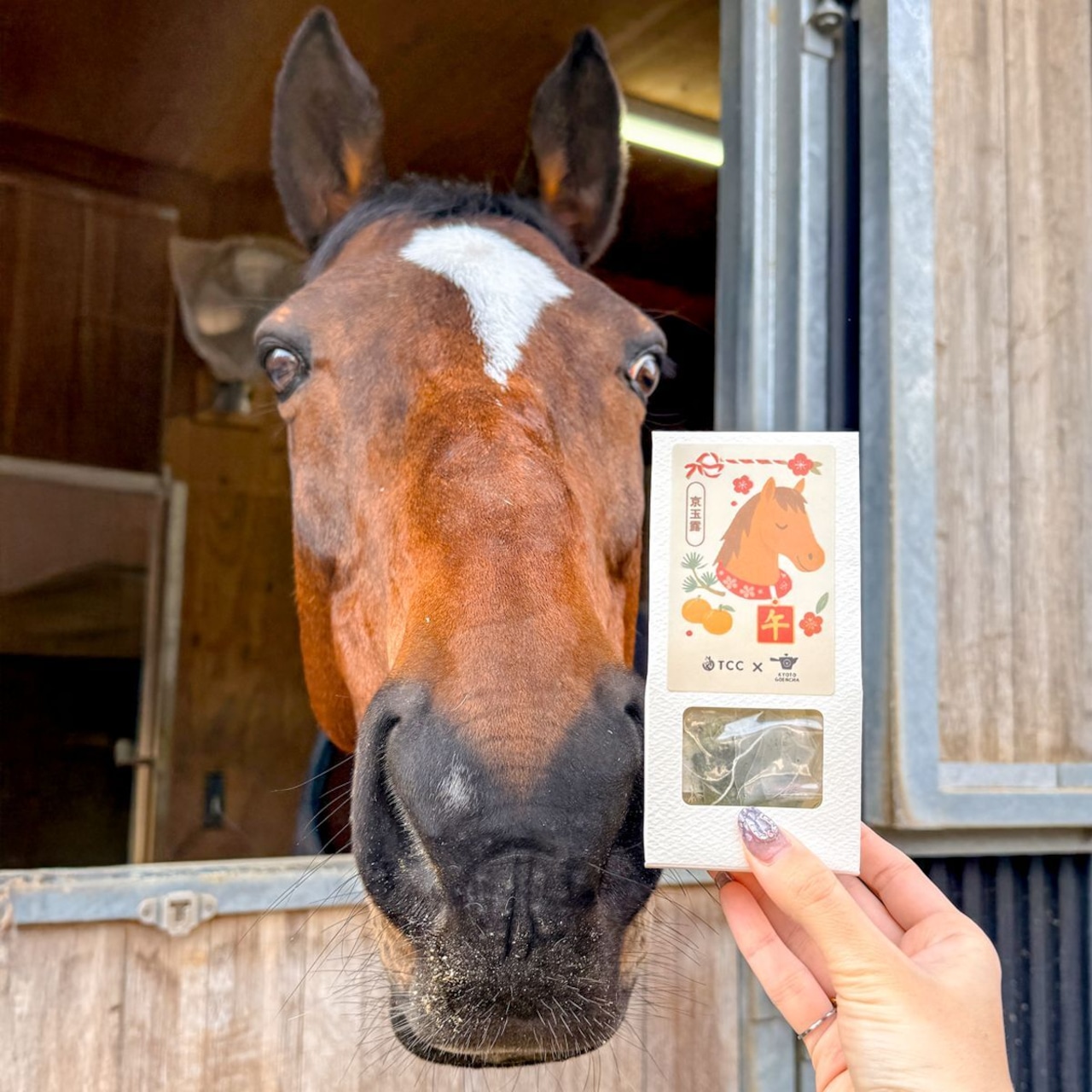 【TCC x 京都ぎょくろのごえん茶】午年特別パッケージ玉露&和紅茶セット