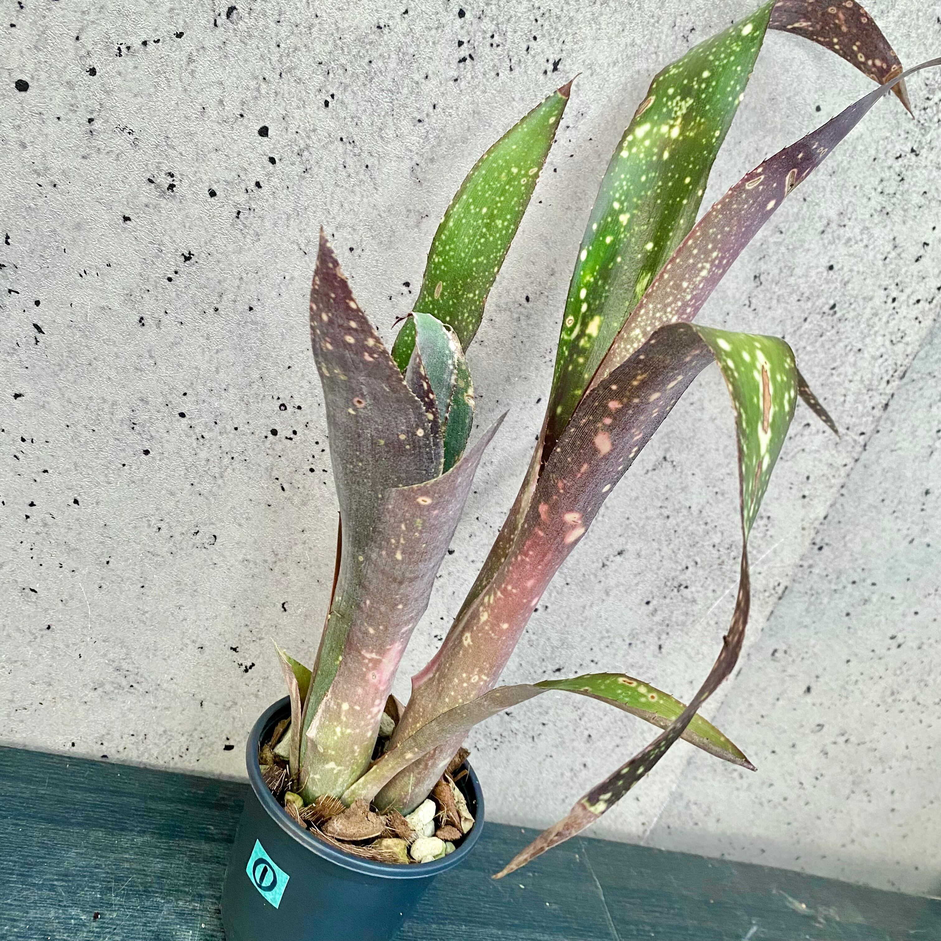 タンクブロメリア | Planet Plants プラネットプランツ