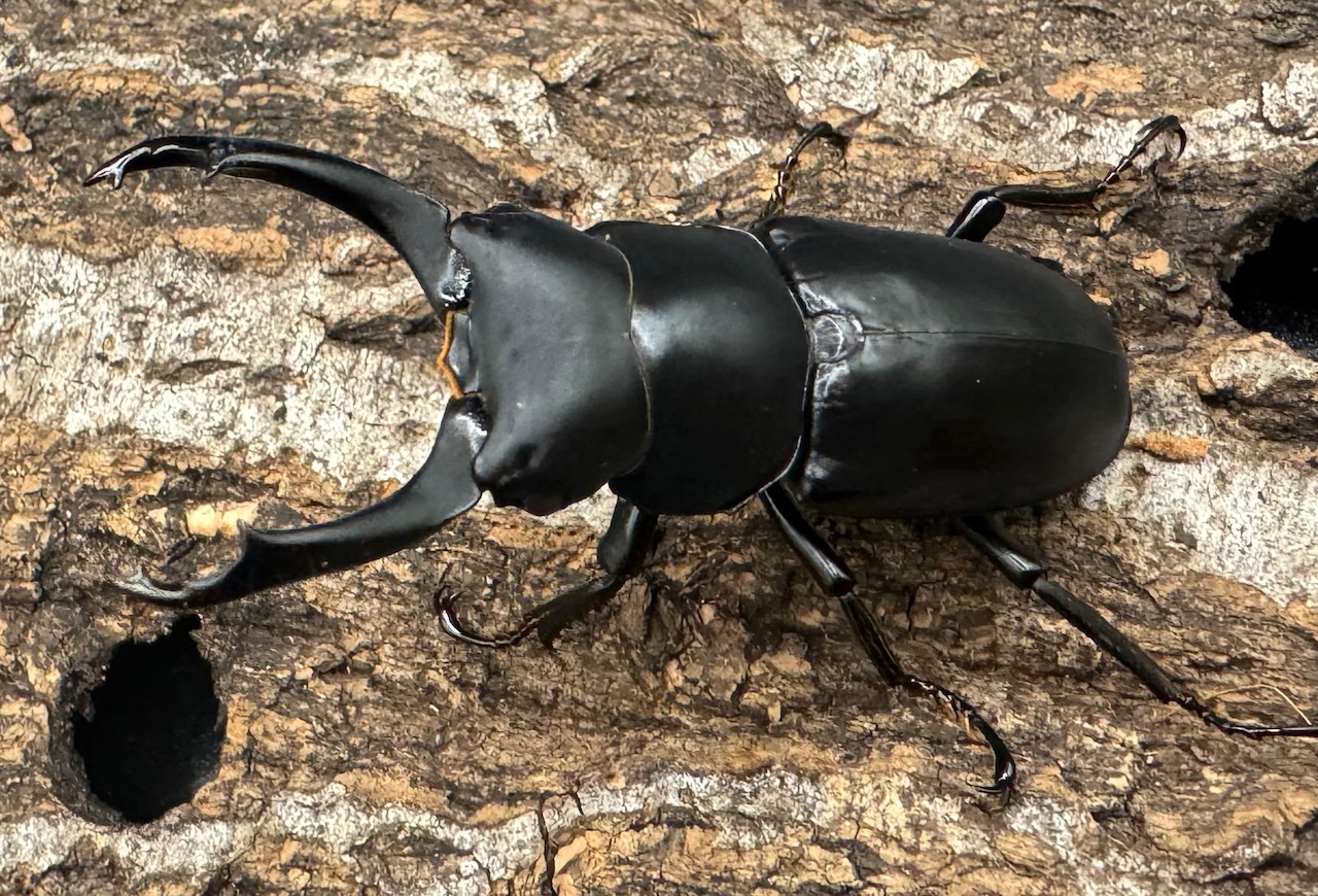 【WD】《ブラナウンコクワ 碧羅雪山産 61mm ペア》