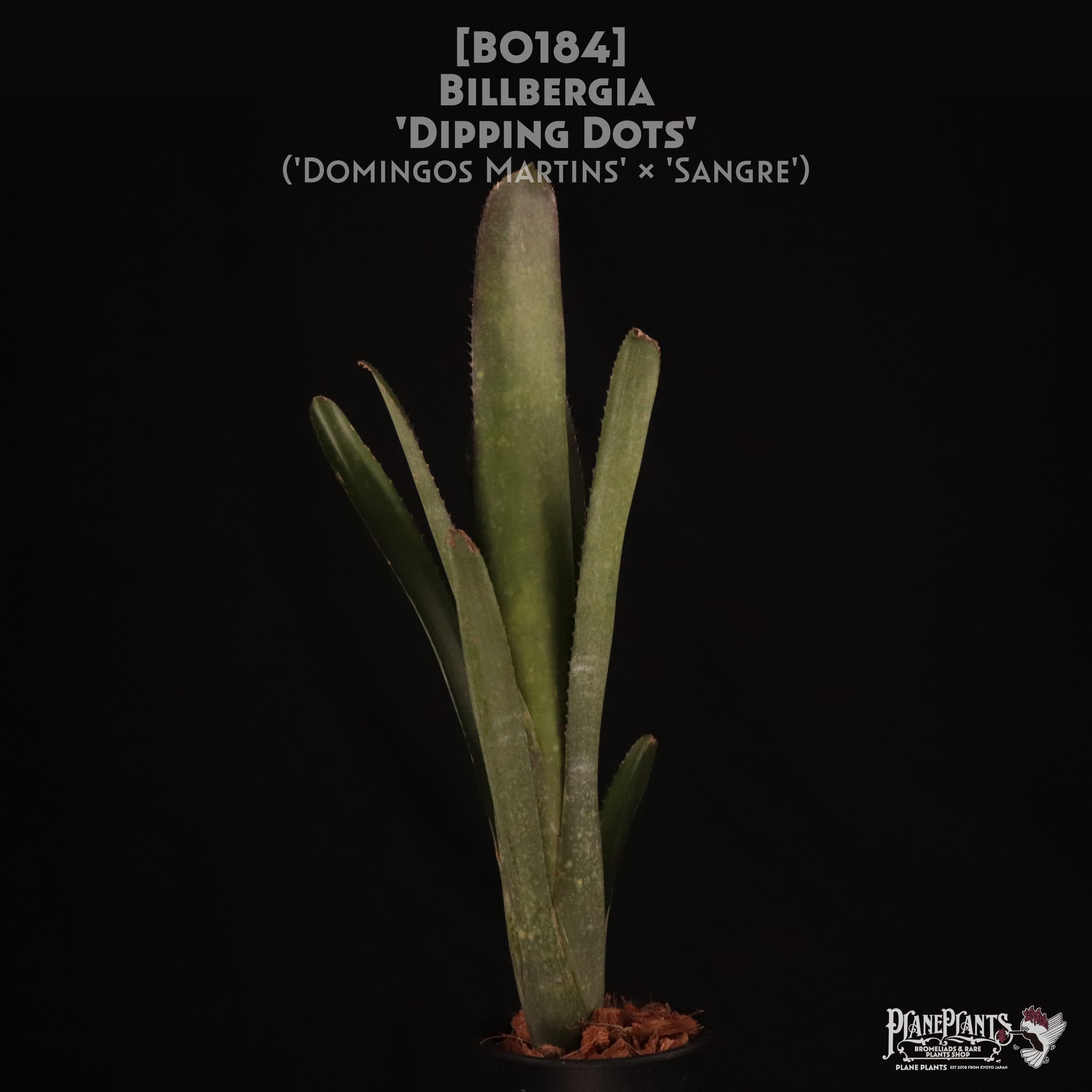 Don Beadle Hybrid | plane plants