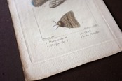 1780s フランス ビュフォン伯爵による蛾と幼虫の博物画c Buffon アンティーク