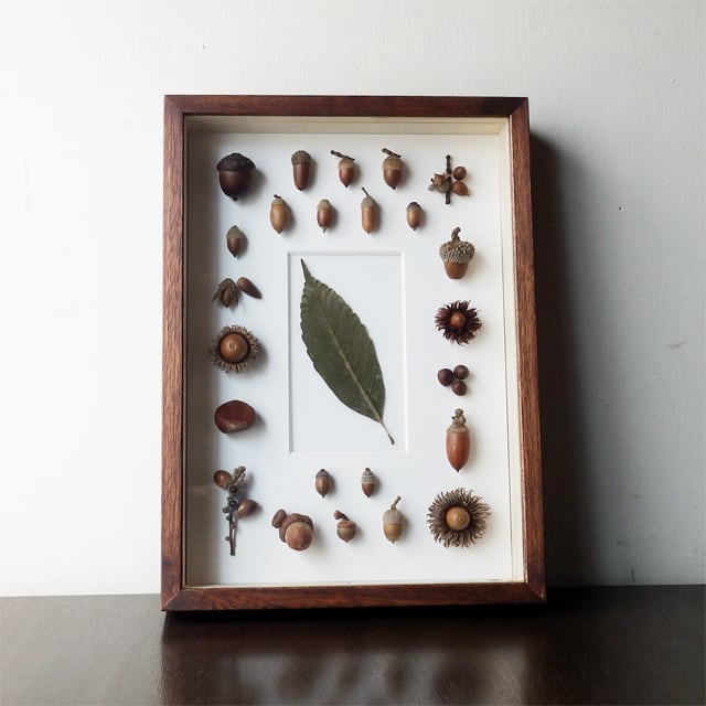 【23種】どんぐり　標本 （OakCollection）　フレーム　インテリア 標本・インテリア雑貨 | Natural Gallery