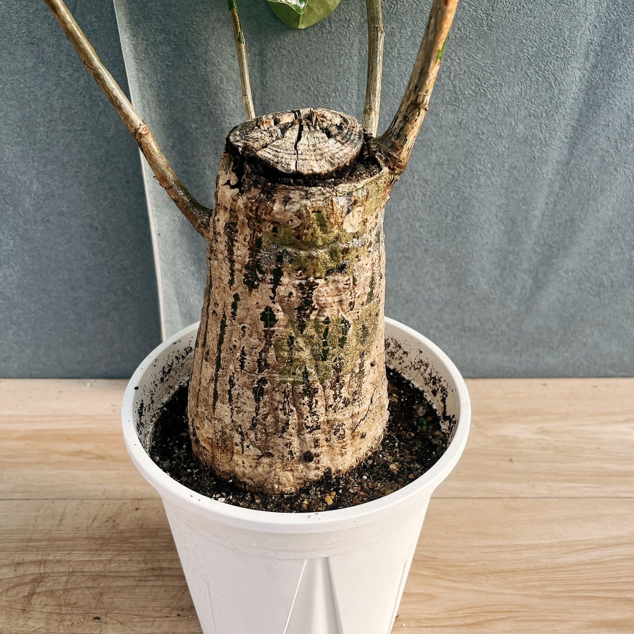 現品］【希少】16番 ボンバックス 6号 塊根植物 コーデックス 観葉植物