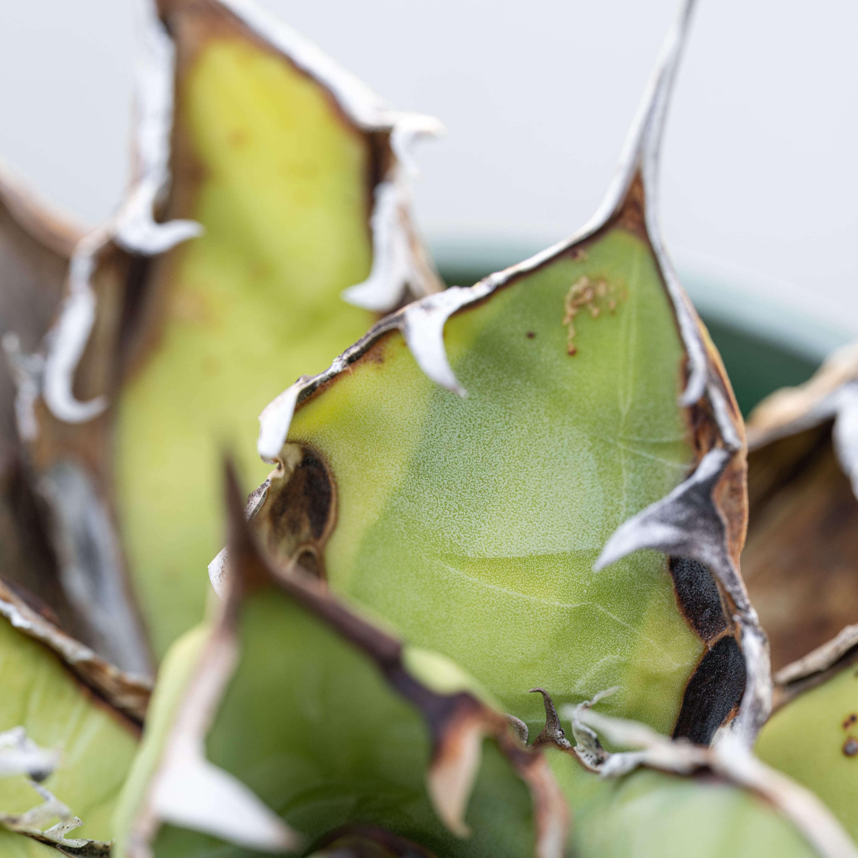 子株付き】アガベ チタノタ バナナピール | Agave Rocon