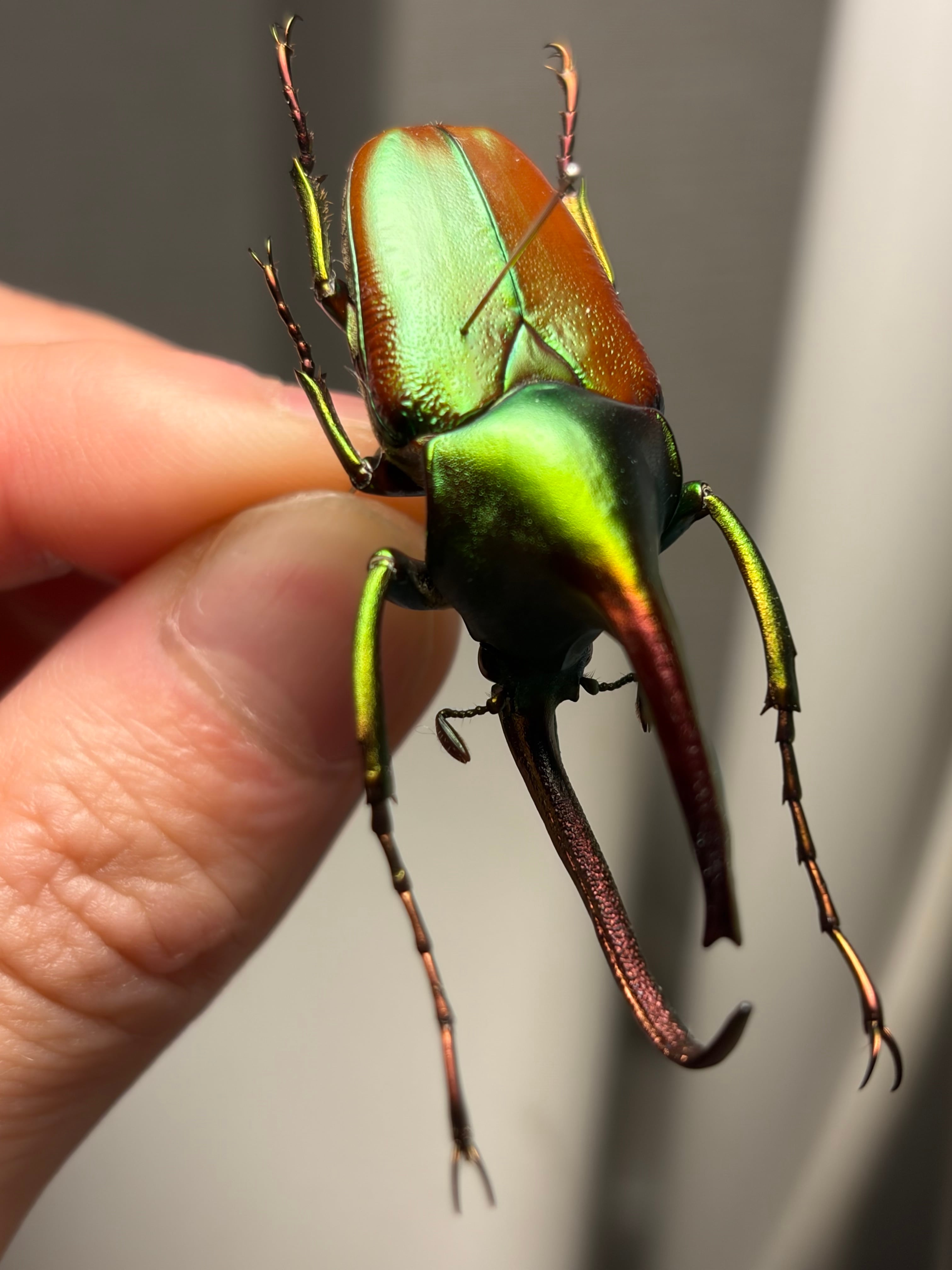 皺無特大】カブトハナムグリ コガネムシ プラチナコガネ カナブン